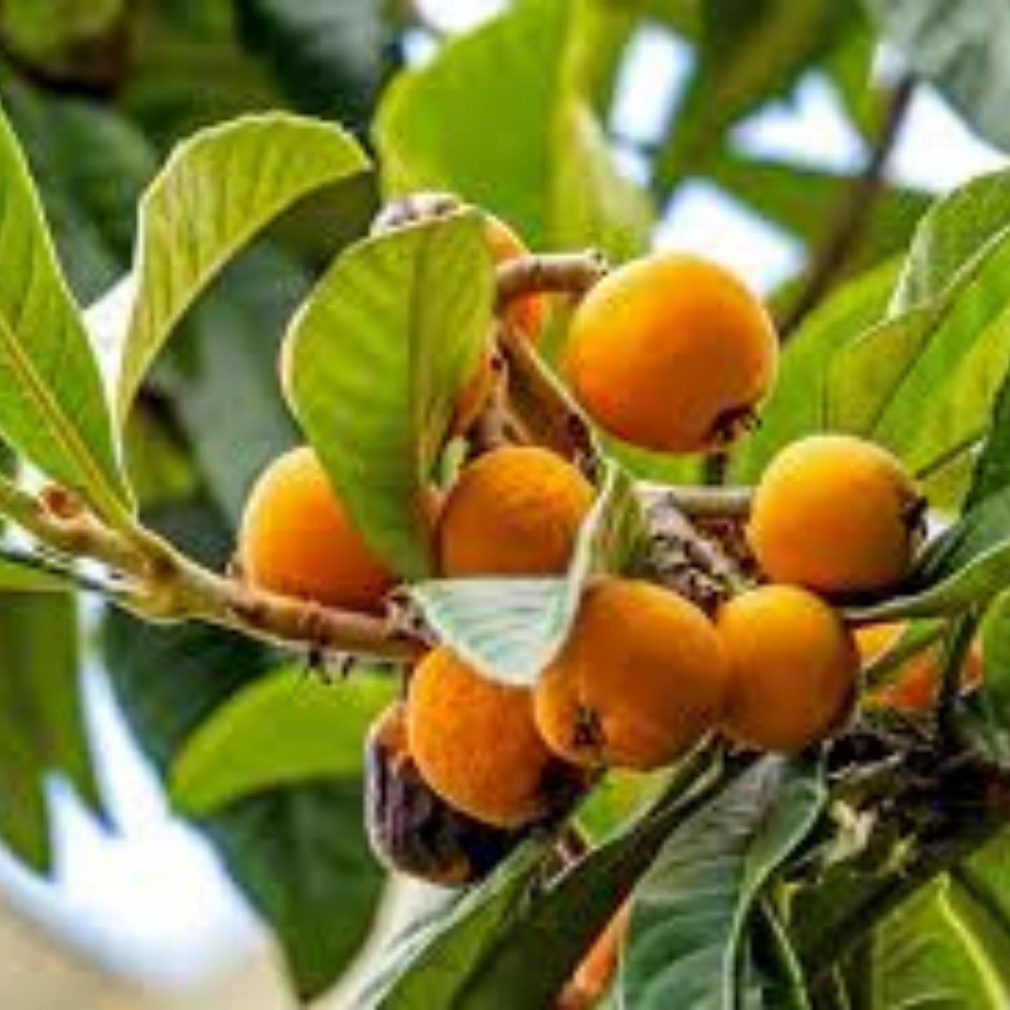 Loquat Shrub Seeds 5 Pack Eriobotrya Japonica Fruit Tree Seeds for Planting, Edible Fruit, Garden, Landscaping