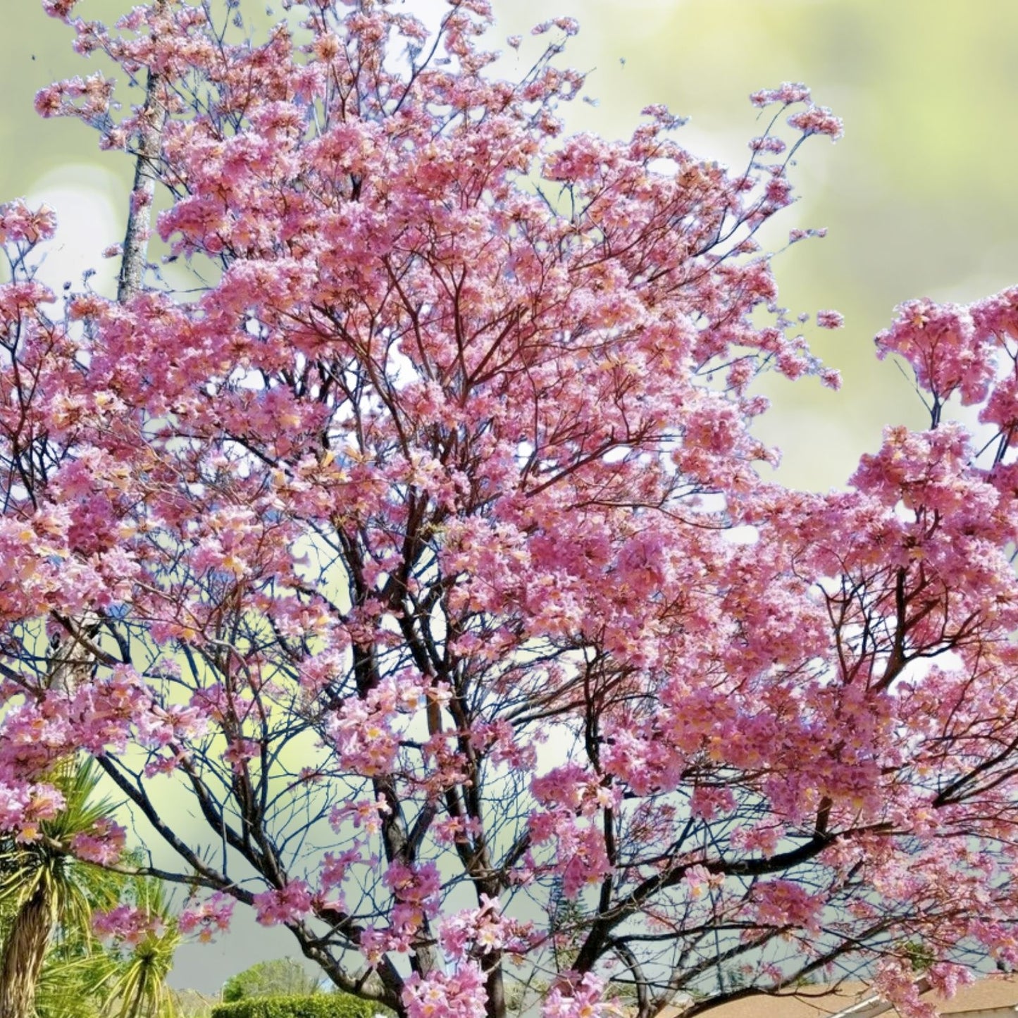 Pink Trumpet Tree Seeds - Pre-Stratified 15 Seeds - Tabebua rosea - Tropical Flowering Tree Seeds