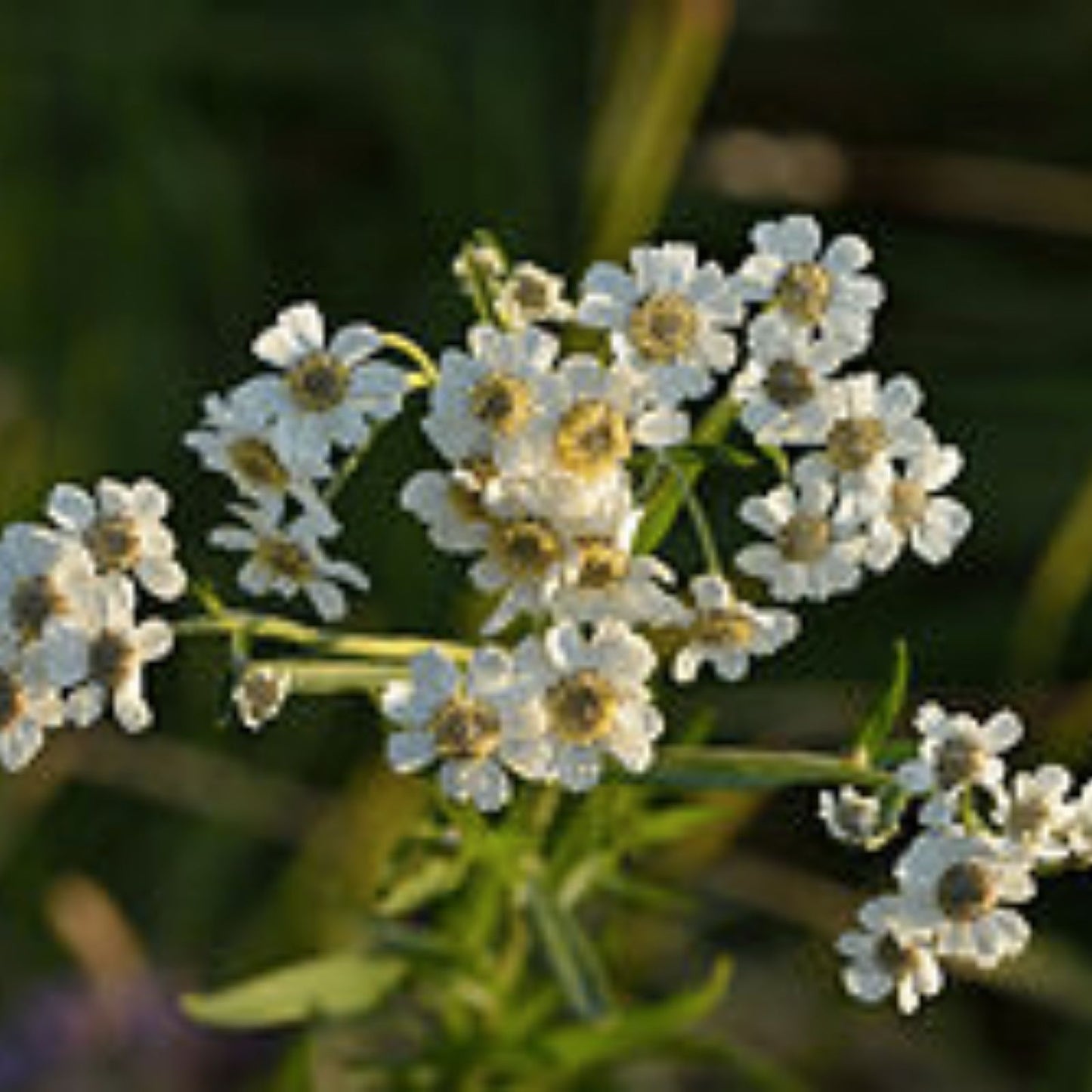 Sneezewort Seeds for Planting, 200 Perennial Herb Seeds, Achillea ptarmica, Easy to Grow, Ships from Iowa, USA