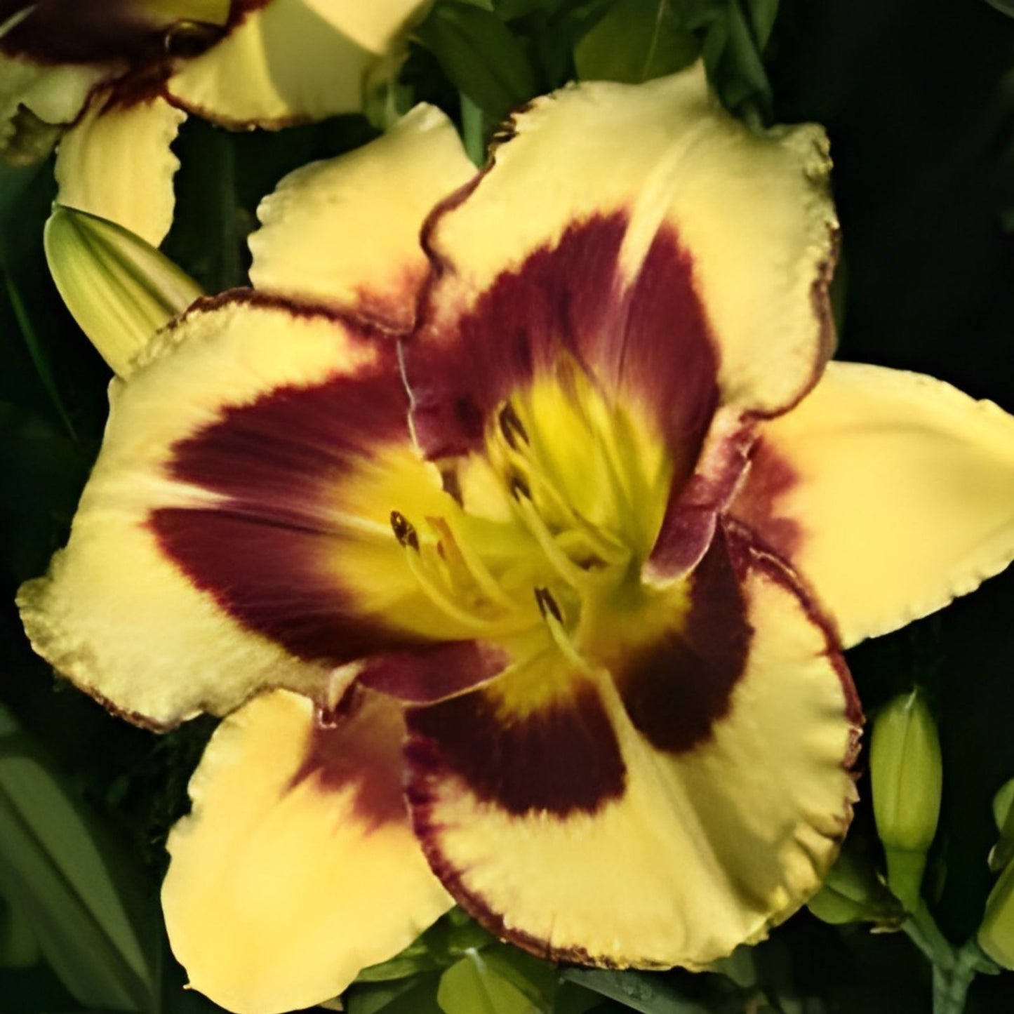 Daylily Plant Live Root Hemerocallis 'El Desperado' Yellow Purple Blooms Perennial for Zones 2-8