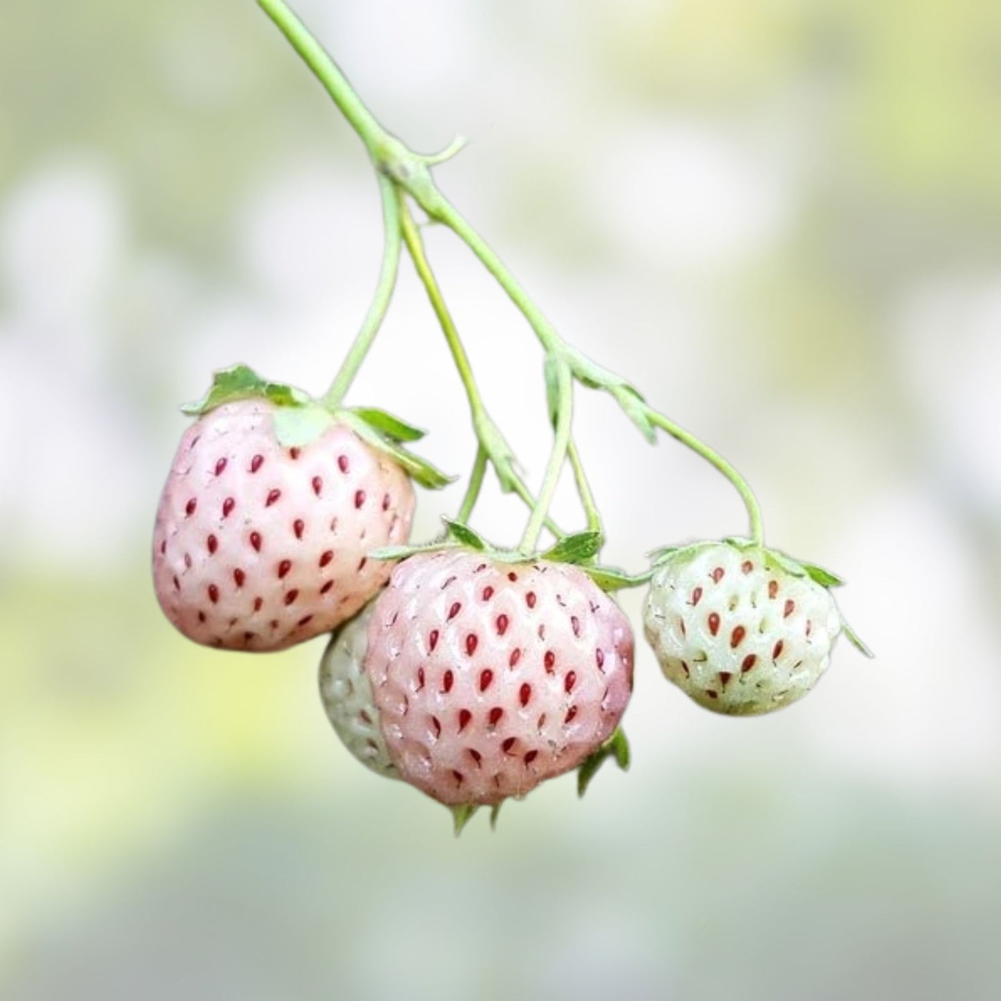 White Strawberry Seeds - 500+ Pineberry Seeds - Unique White Fruit - Edible Garden Plant - Made in USA, Fast Shipping