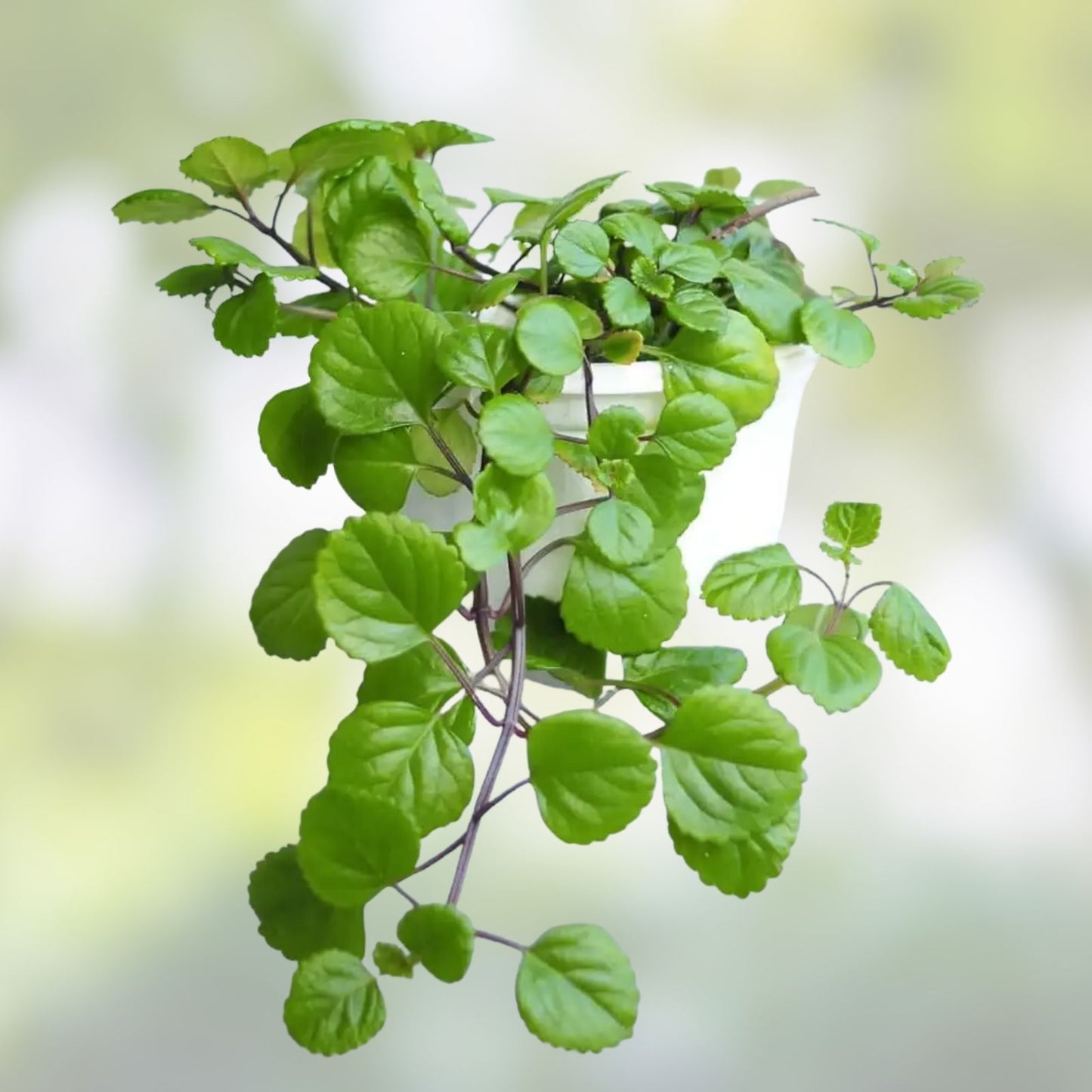 Plectranthus Swedish Ivy Green Live Rooted Starter Plants - Indoor House Plants - Easy Care for Home Decor