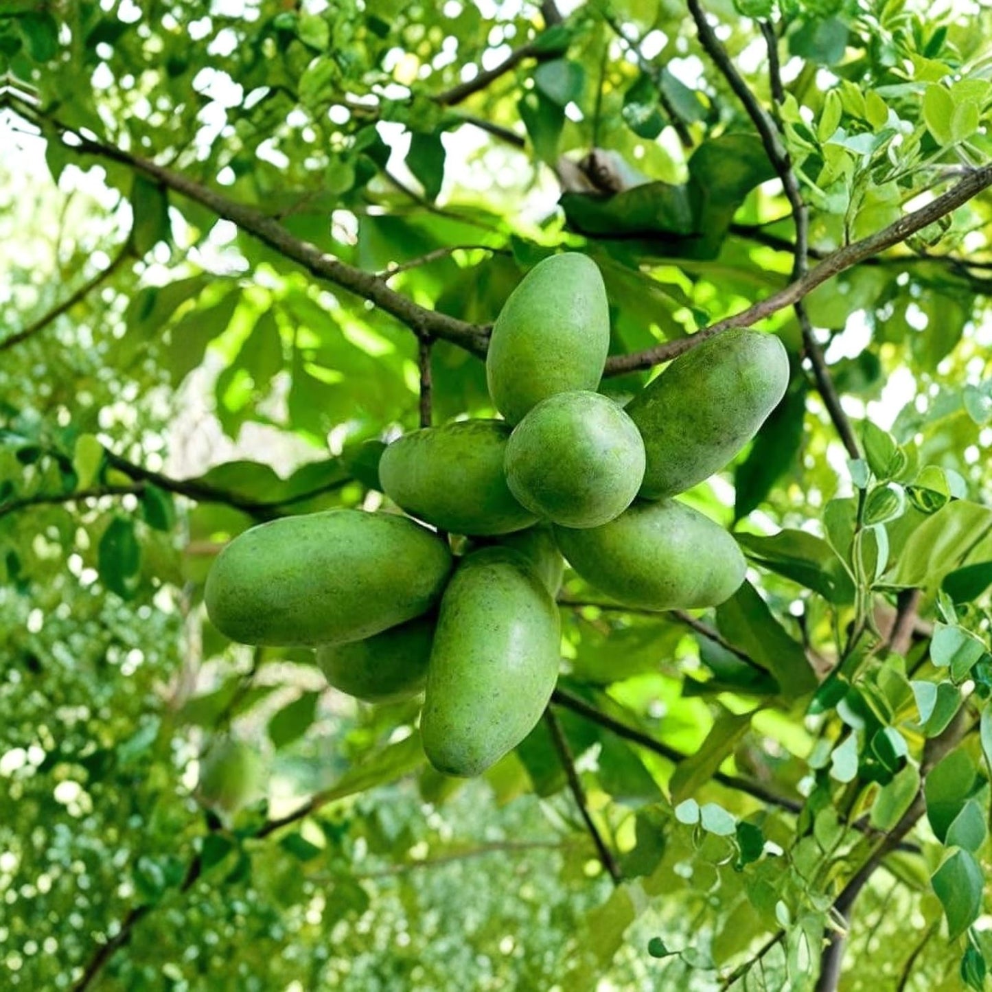 Banana Seeds 5 Pack - Anna's Bananas Paw Paw Tree - North American Asimina triloba Fruit Plant