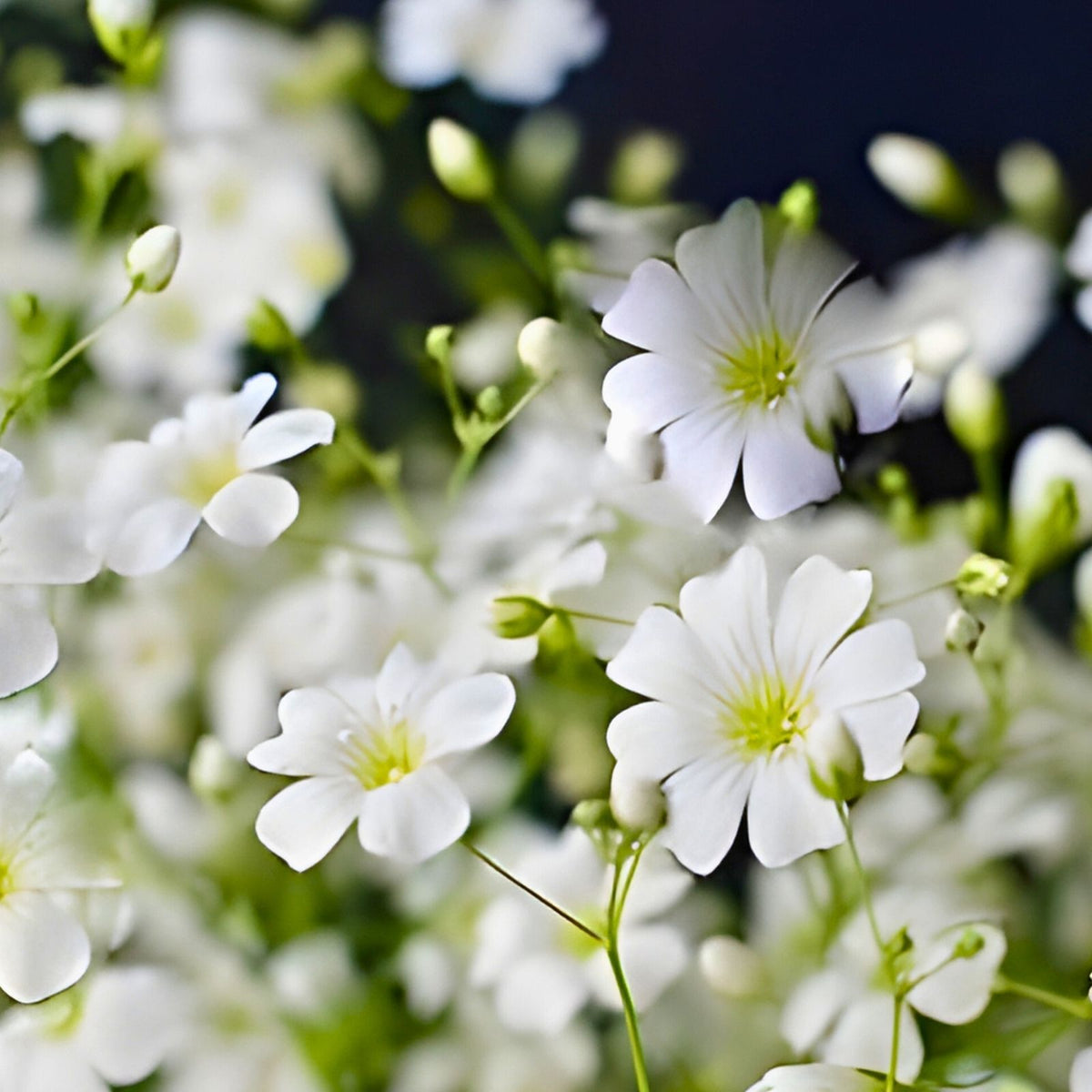 Baby's Breath Seeds - 1000+ Count - Snow-Like Blooms - Gypsophila elegans - Garden Flower Seeds for Floral Arrangements