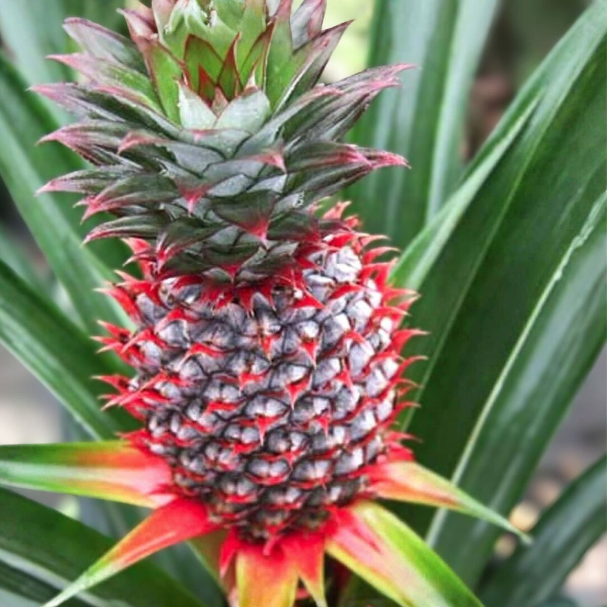 Live Pineapple Plants - 5 Starter Plants - Florida Special - Ananas comosus - Perennial for Container & Patio Gardening