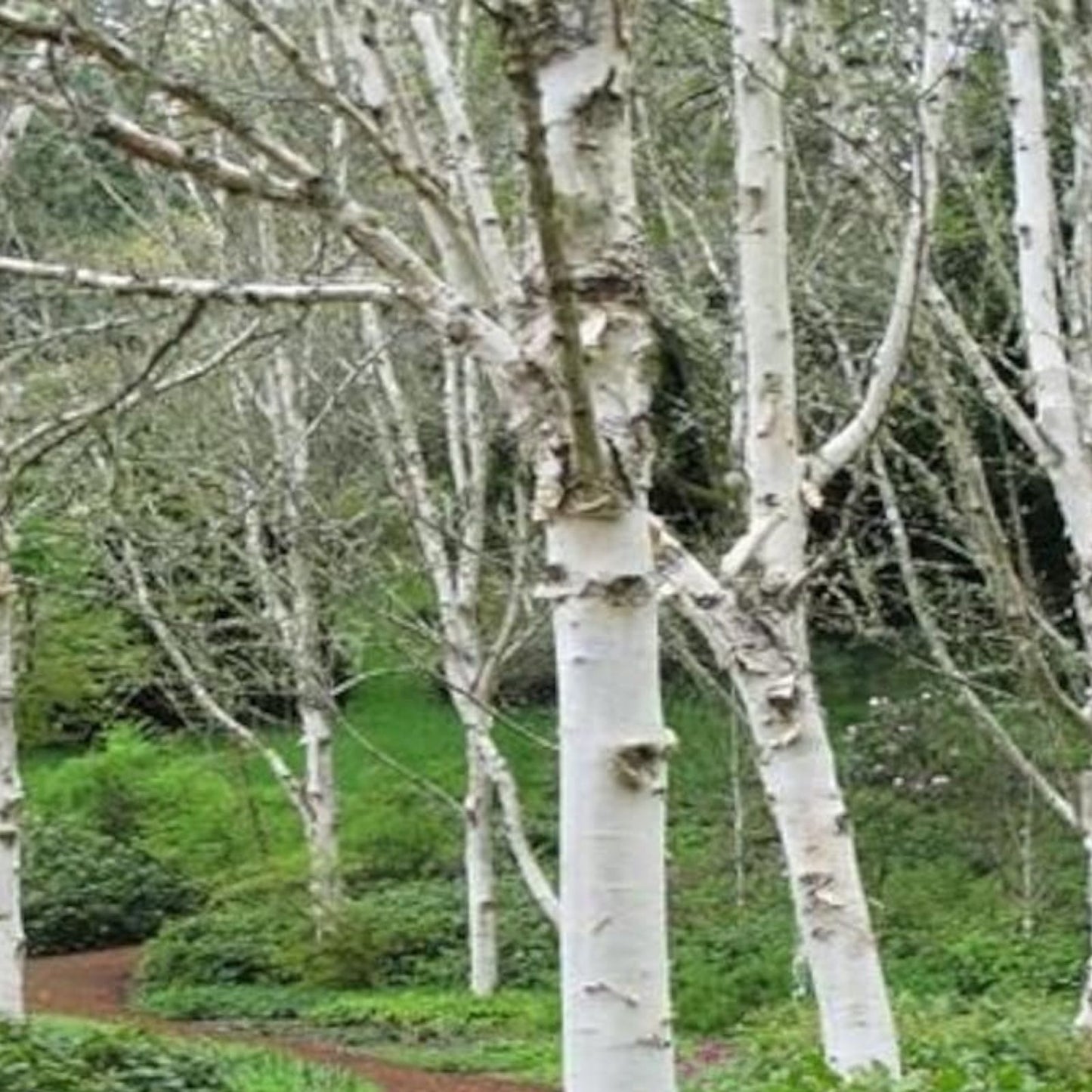 White Paper Birch Tree Seeds - 100 Count Betula papyrifera for Planting and Bonsai Cultivation