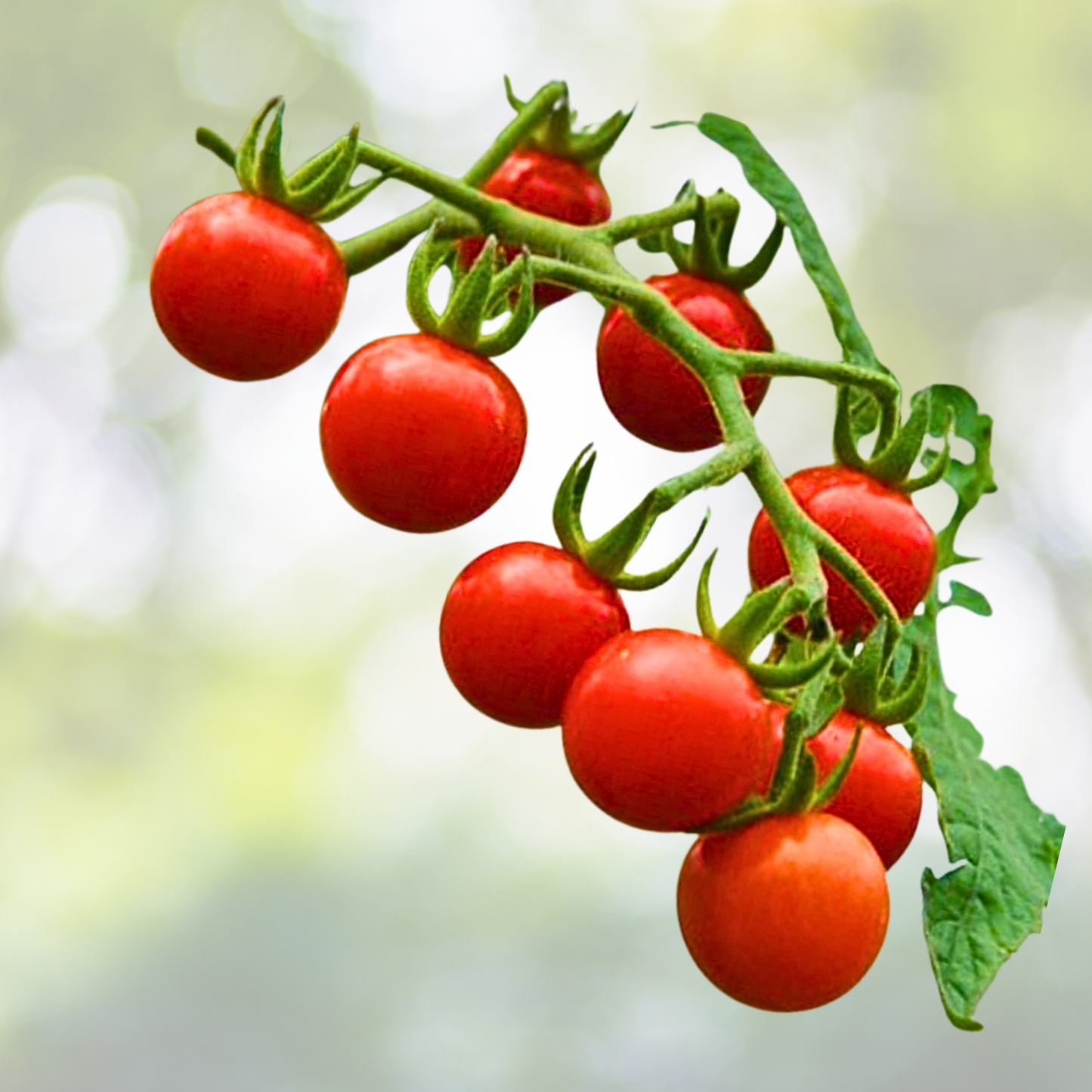 200pcs Cherry Pink Grape Tomato Seeds - Heirloom Non-GMO, Solanum lycopersicum