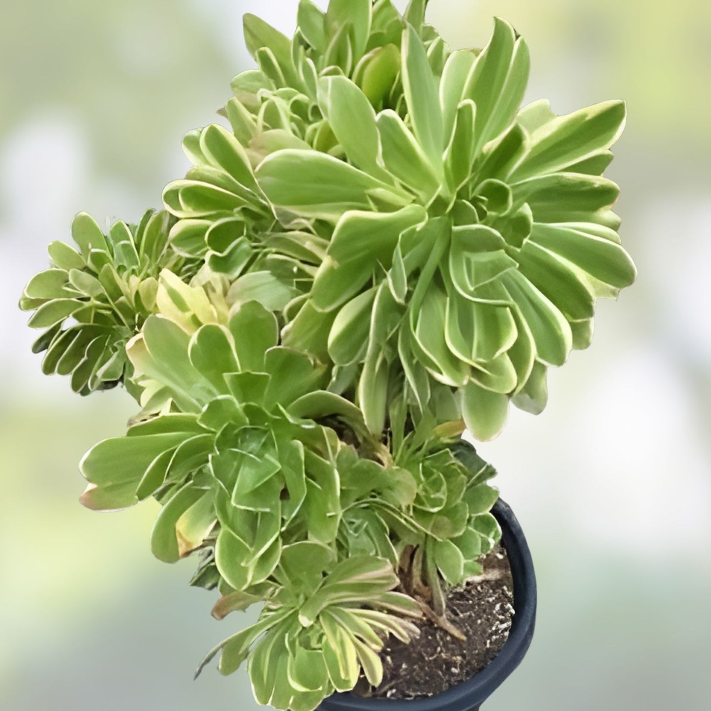 Aeonium Cutting - Variegated Rosette - Aeonium Luteovariegatum 'Sunburst' - Succulent Plant for Indoor Gardening