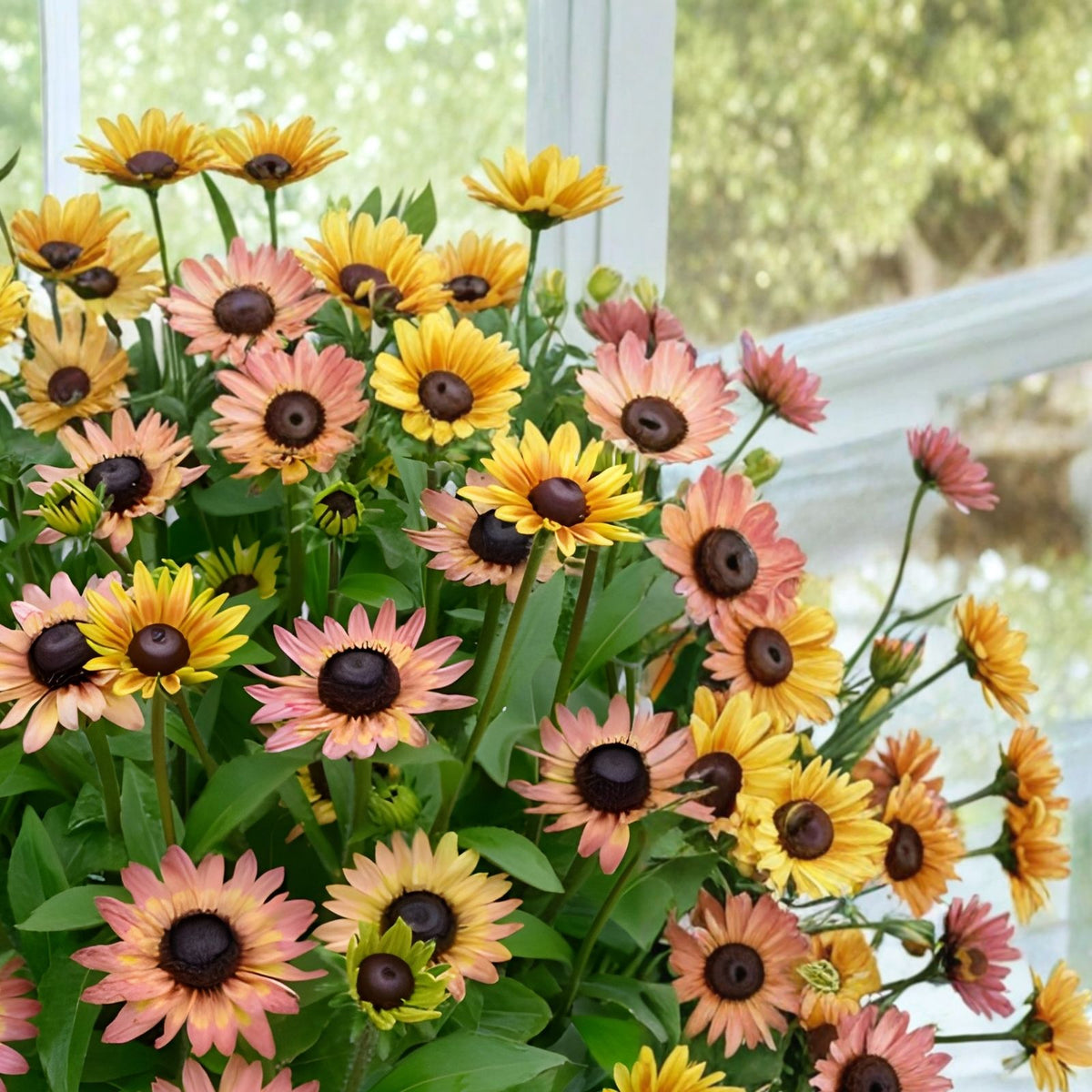 Pink Lemon Rudbeckia Seeds 125+ Annual Flower Seeds Bright Yellow Pink Highlights Rudbeckia hirta