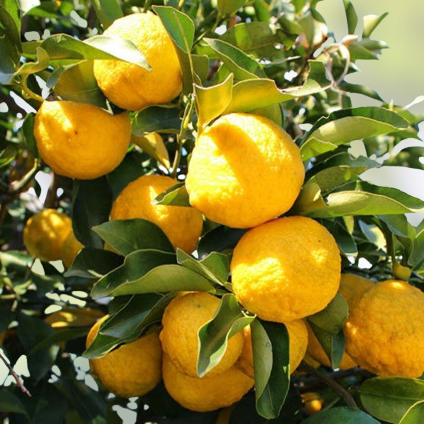 Yuzu Citrus Tree Cuttings – 4 Fresh Cold Hardy Propagation Material for Japanese Cooking – Fragrant Fruits – Citrus junos