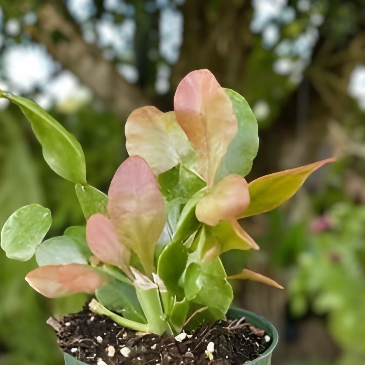 Lepismium cruciformes Cuttings - 4" Epiphytic Cactus with White Blooms - Indoor Plant Propagation - Rare Succulent