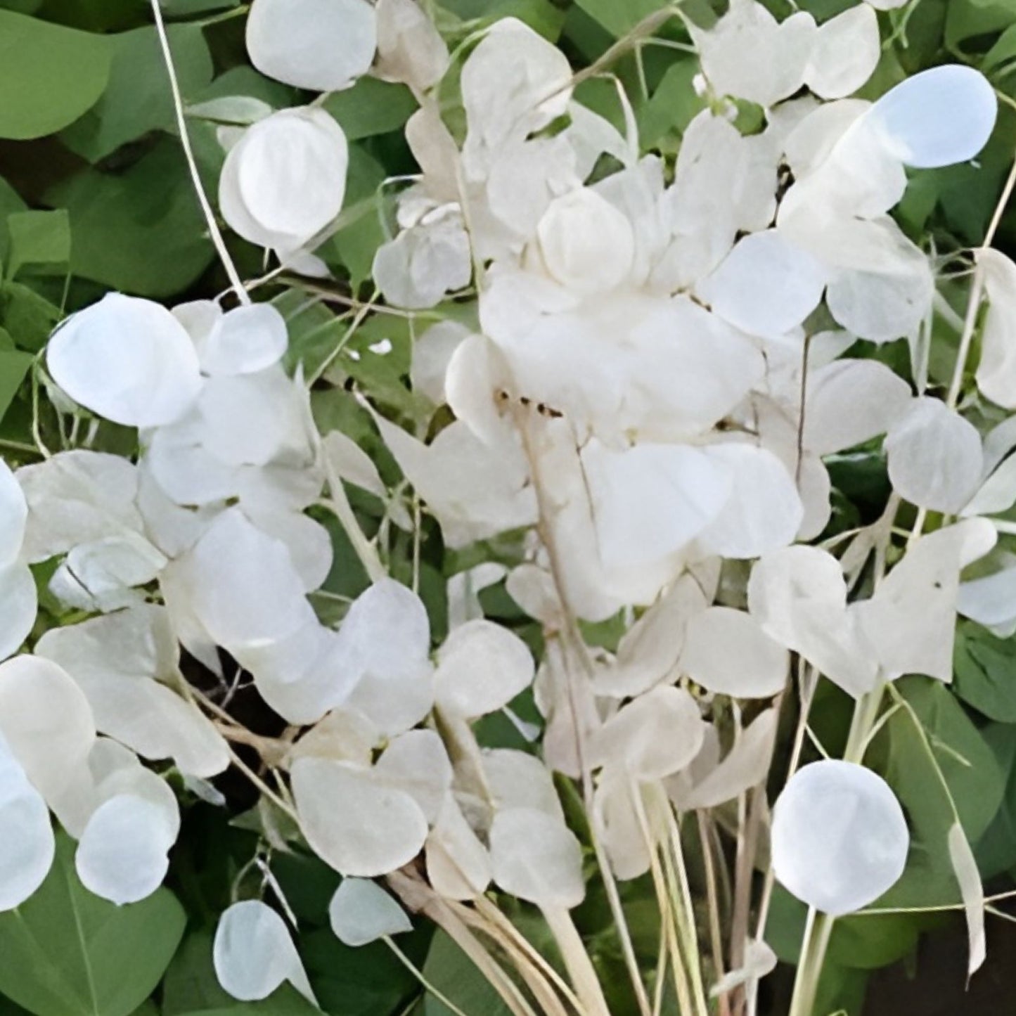 White Money Plant Seeds - 30 Seeds - Lunaria Biennis - Honesty Plant - Perennial Herb for Garden Planting