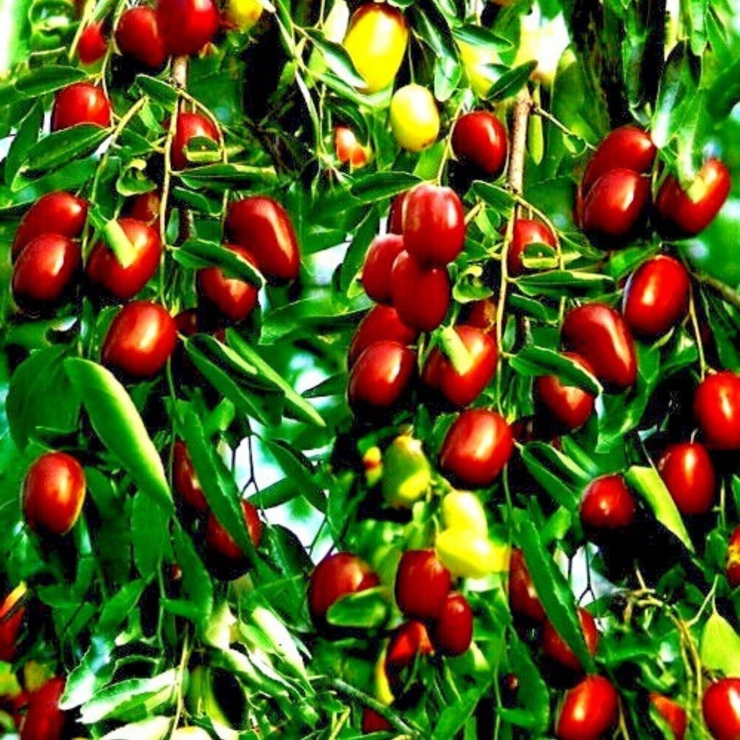 Indian Jujube Seeds - 10 Seeds - Ziziphus mauritiana, Chinese Date for Planting, Fruit Tree, Edible Fruit, Drought Tolerant