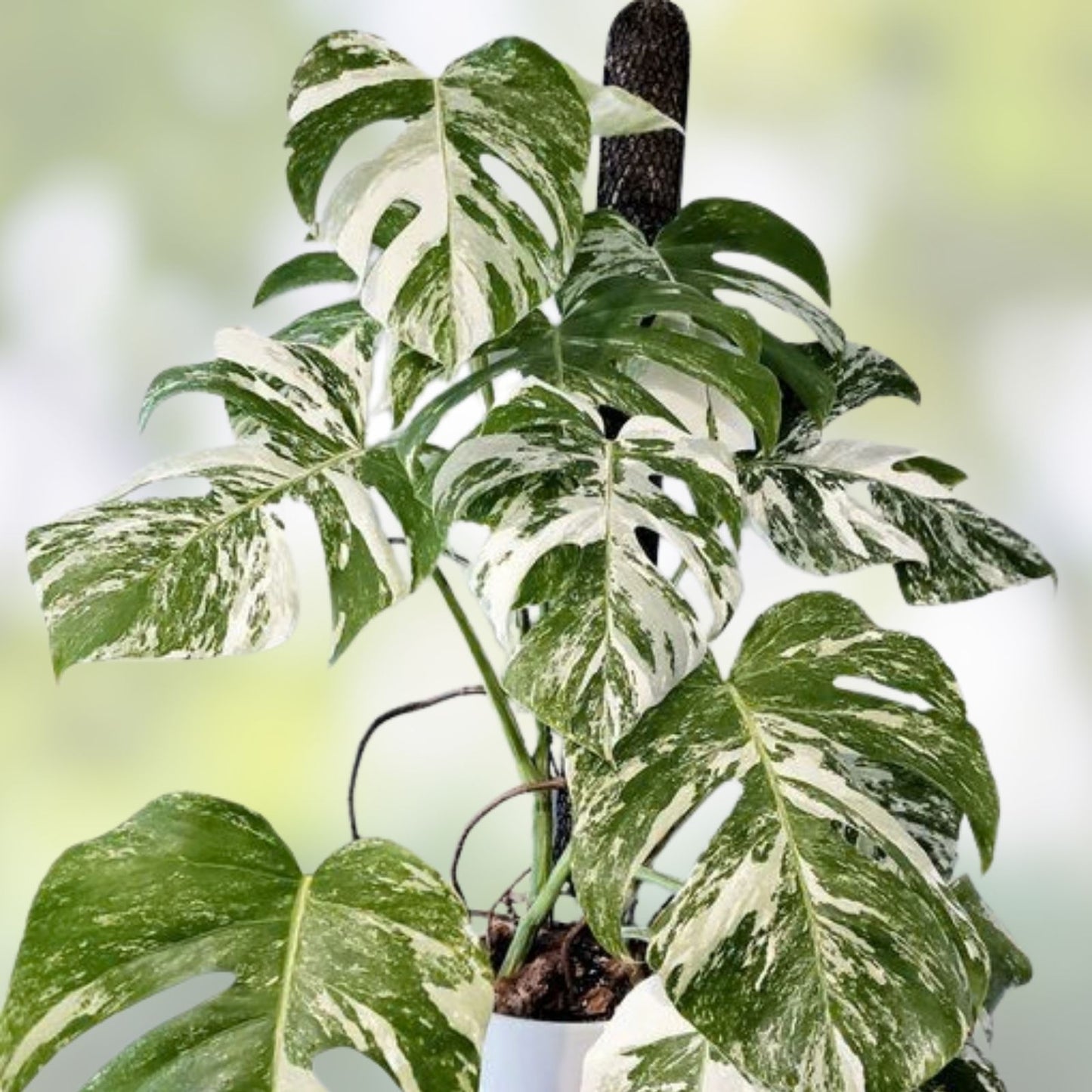 Rooted Variegated Monstera Albo Borsigiana Plant - Rare Houseplant, Exotic Indoor Decor, Monstera Deliciosa