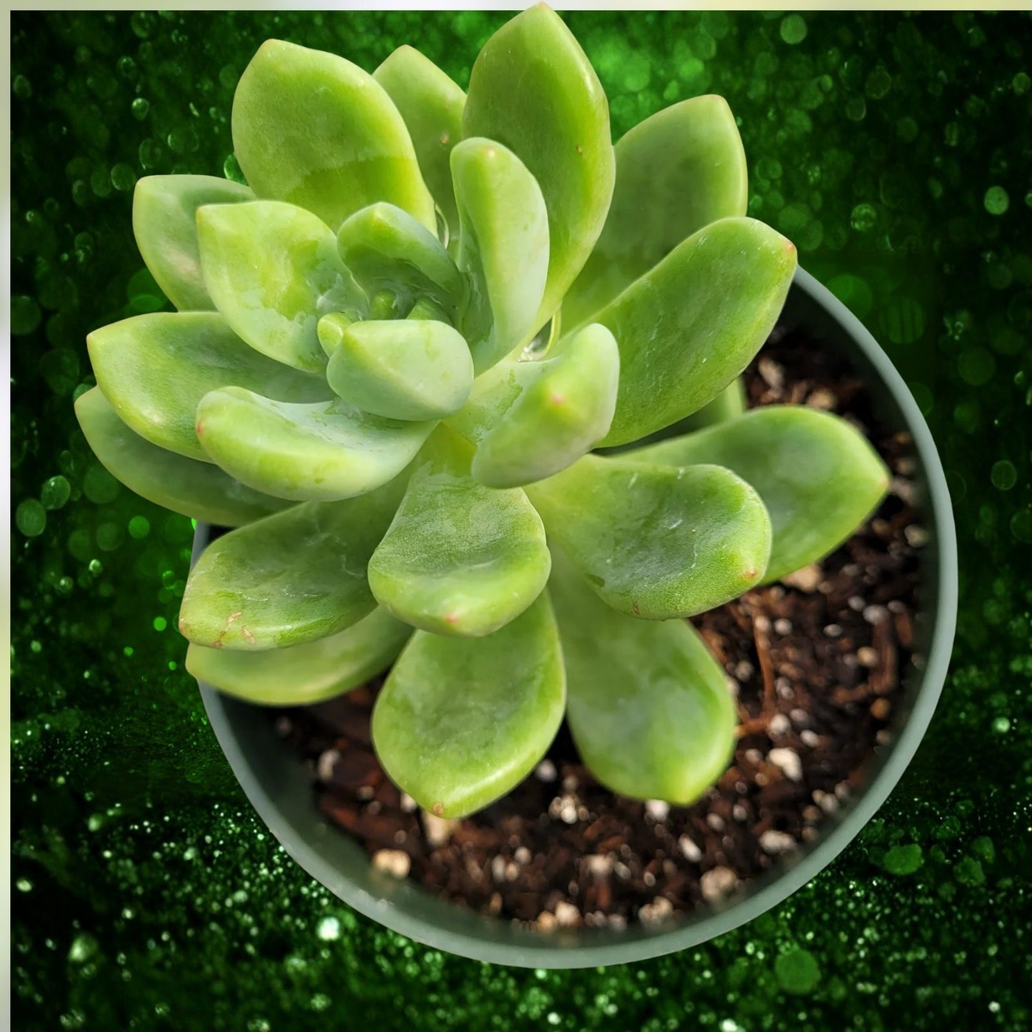 Succulent Cuttings 5 Pack Alice Evans Rosettes Sedum Stonecrop Live Plants for Garden Indoor Outdoor Decor