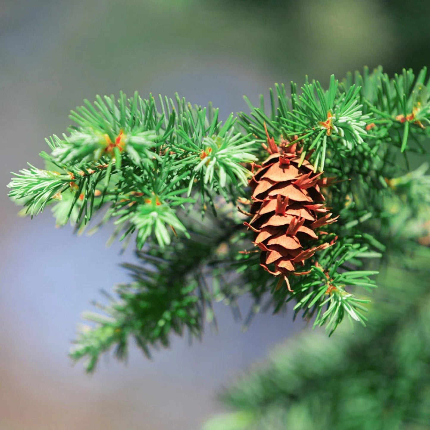 Douglas Fir Tree Seedlings - Live 1-Year-Old Pseudotsuga menziesii for Planting, Evergreen Conifer Tree Seedlings