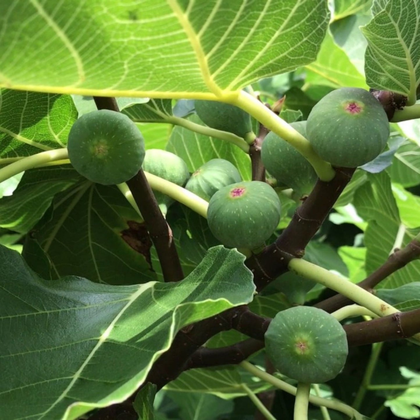 Live Letizia Fig Tree Plant - 14 Inches - Ficus carica 'Letizia' - Edible Fruit Tree for Garden or Patio