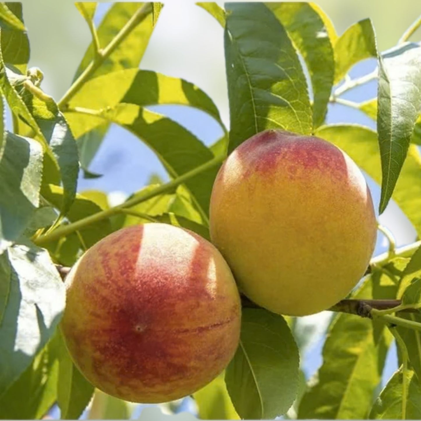 Peach Tree Seeds - 2 Large Fruit Bearing Bonsai Seeds - Prunus persica - Made in USA