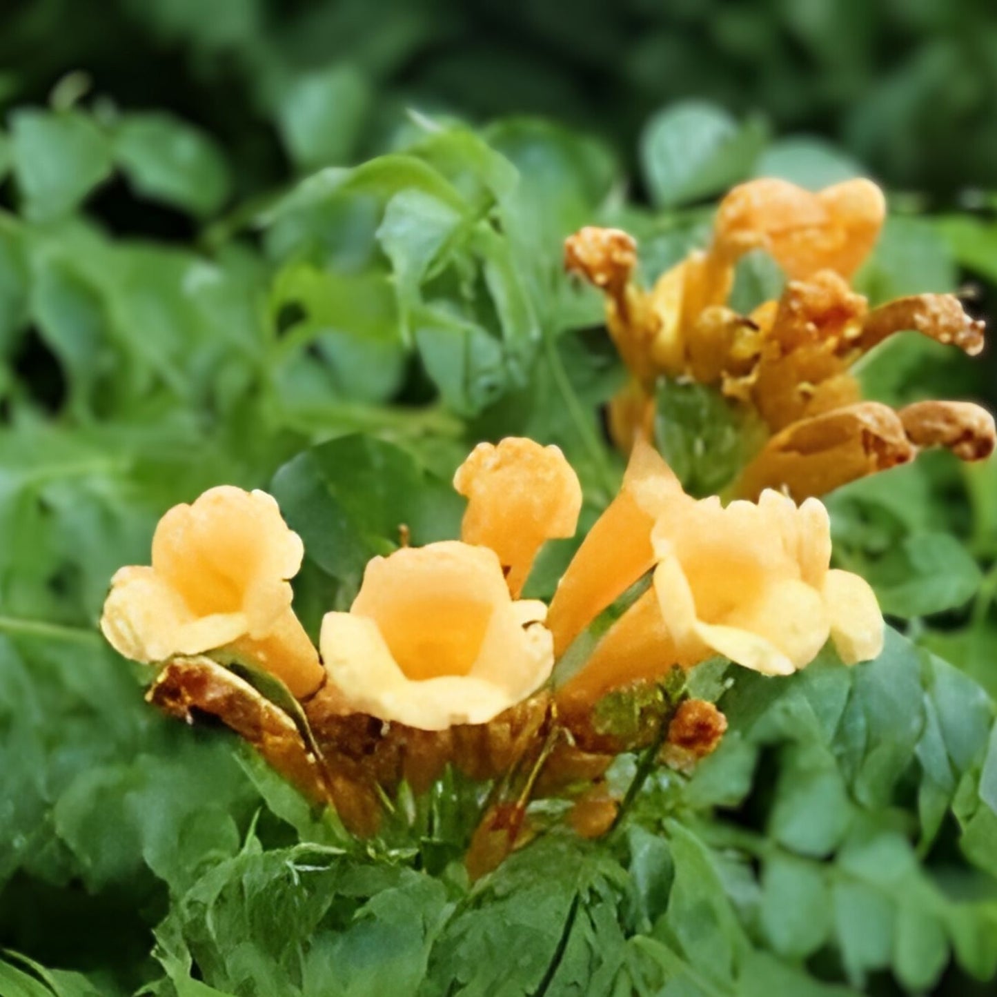 Trumpet Vine Seedlings 5-Pack Hummingbird Attractant Campsis radicans Live Plants | Climbing Flowering Vine