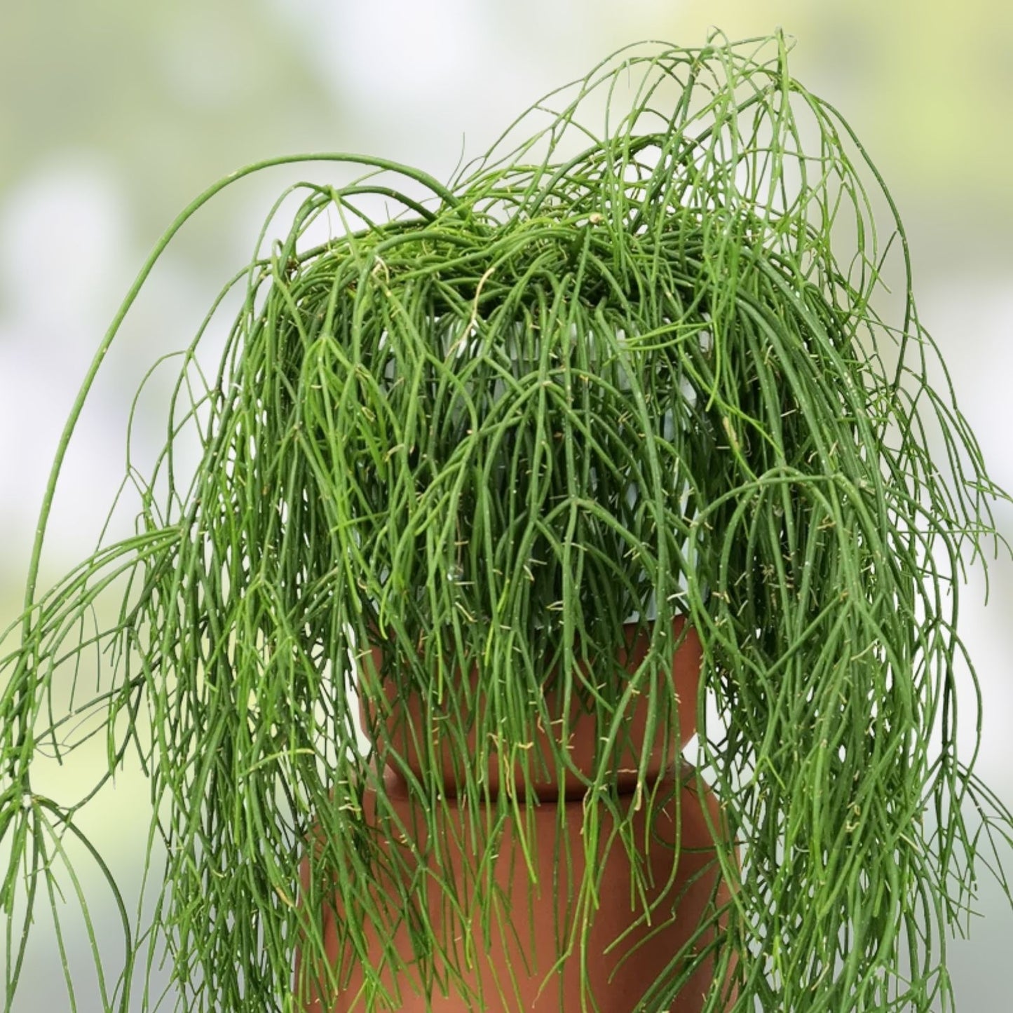 Unrooted Plant Cuttings Rhipsalis burchellii Mistletoe Cactus Rare Jungle Cactus Unique Houseplant