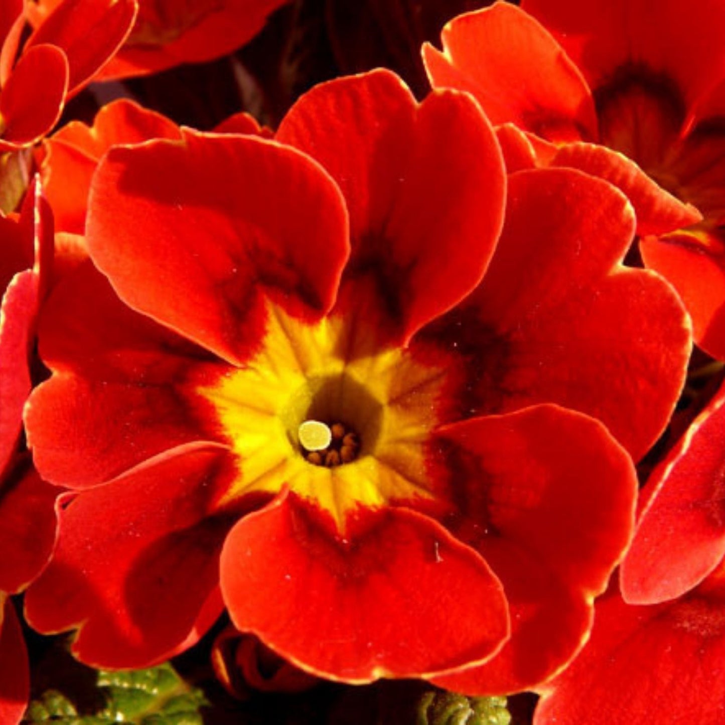 Primula Mala Seeds 500 Count - Red Flowering Garden Plant Seeds for Home Gardening - Primula vulgaris