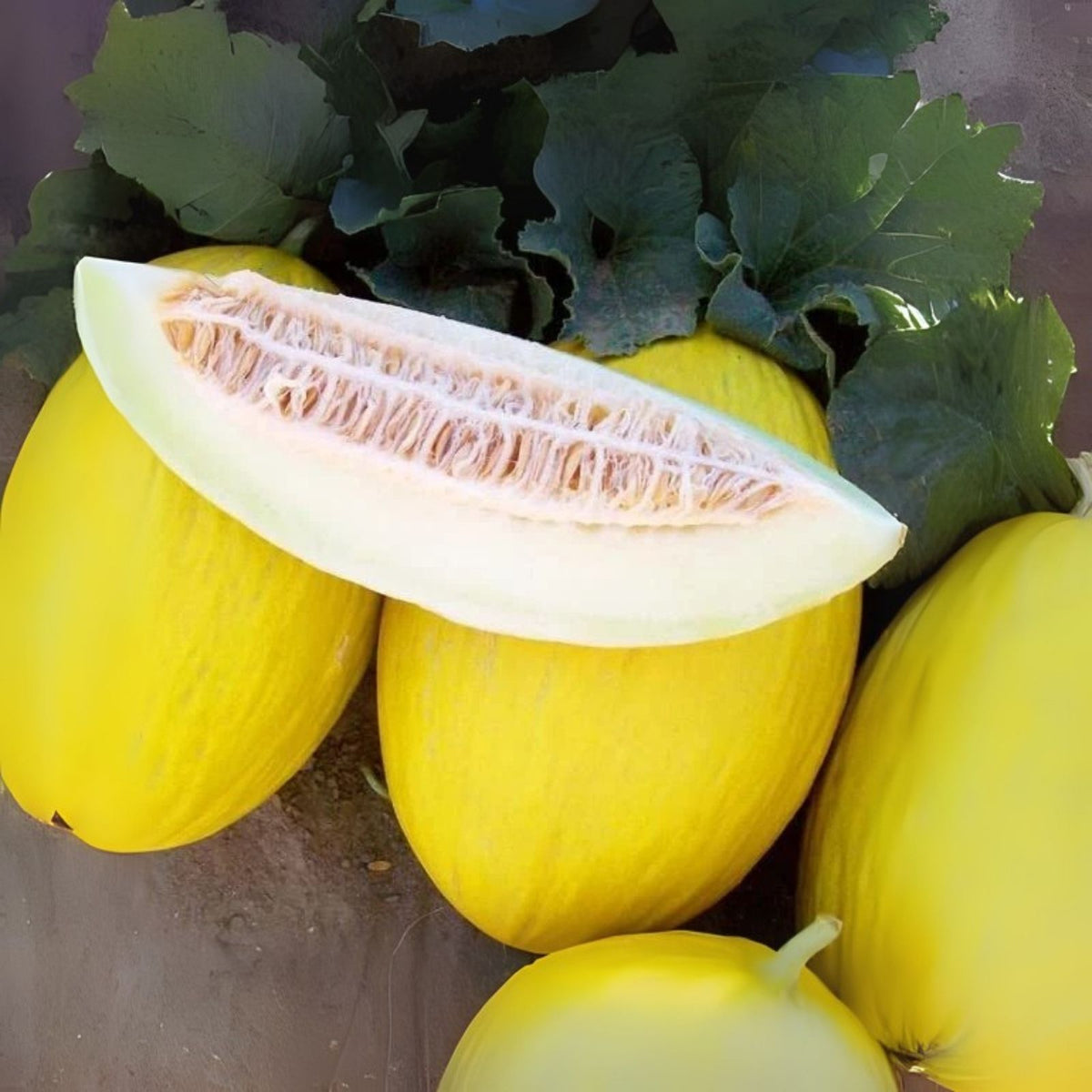 Tweety Melon Seeds for Planting - 10 Seeds - Cucumis melo - Sweet, Colorful Variety for Home Gardening