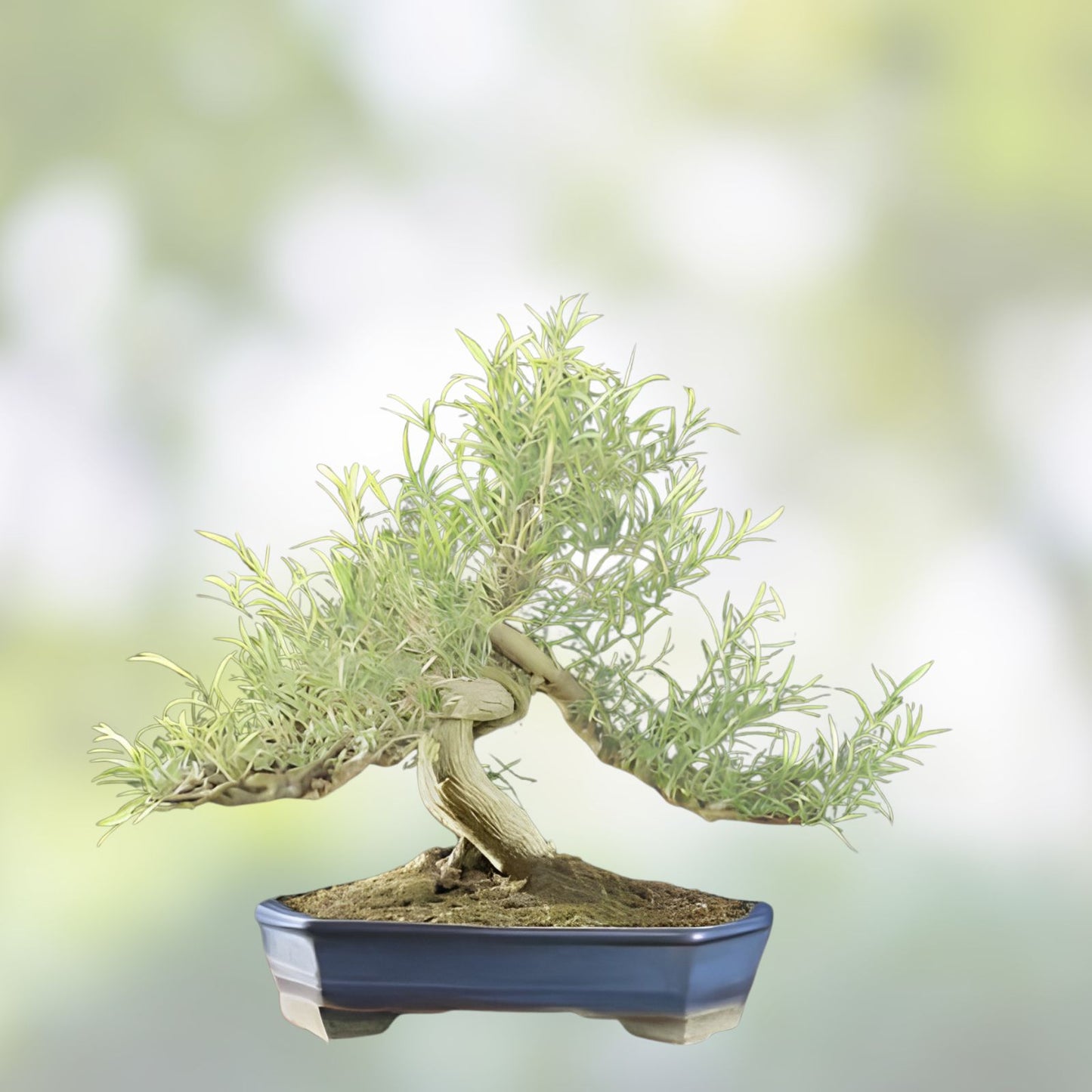 Long Leaf Weeping Willow Bonsai Cutting, 6-8 inches, Salix babylonica, Indoor Gardening, Plant Enthusiast Gift