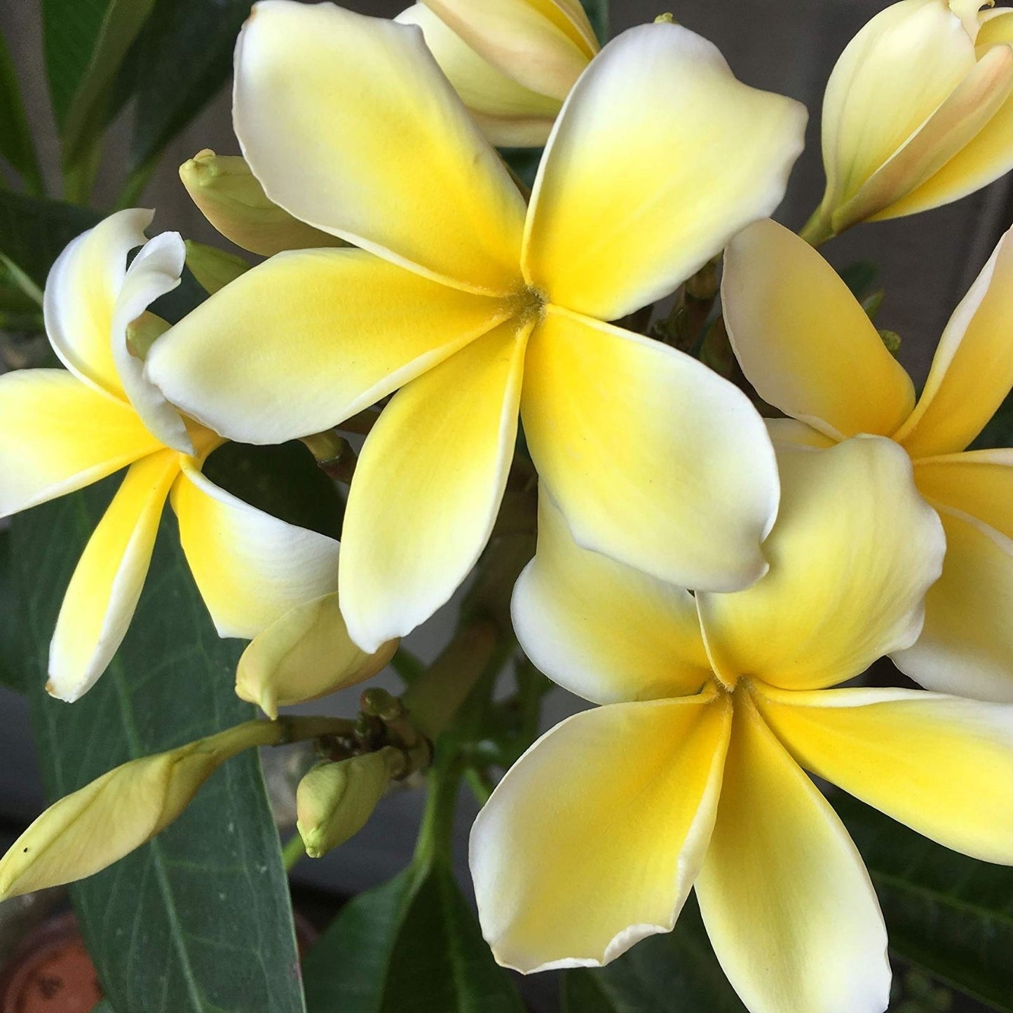 Plumeria Cutting - Triple Branched Live Plant - Yellow Frangipani - Plumeria alba