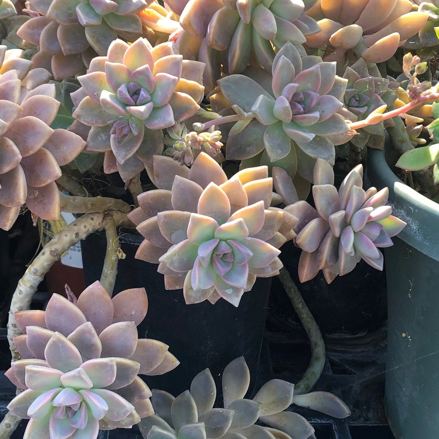 Ghost Graptopetalum Succulent Live Rooted Cuttings - Easy Care Indoor Plant, Low Maintenance, Graptopetalum paraguayense