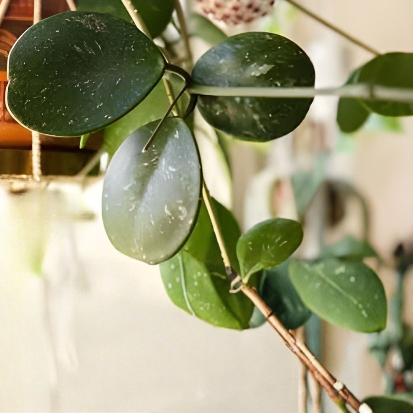 Hoya Cutting 1 Node Inner Variegated Splash Hoya obovata Indoor Plant, Houseplant, Live Hoya Propagation