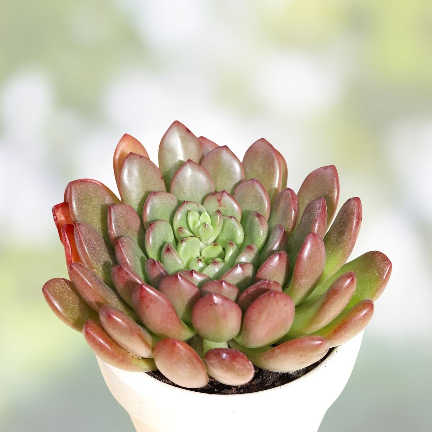 Rare Succulent Graptoveria Fred Ives Live Plant 2-Inch | Indoor Houseplant, Low Maintenance, Gift, Decorative Cactus