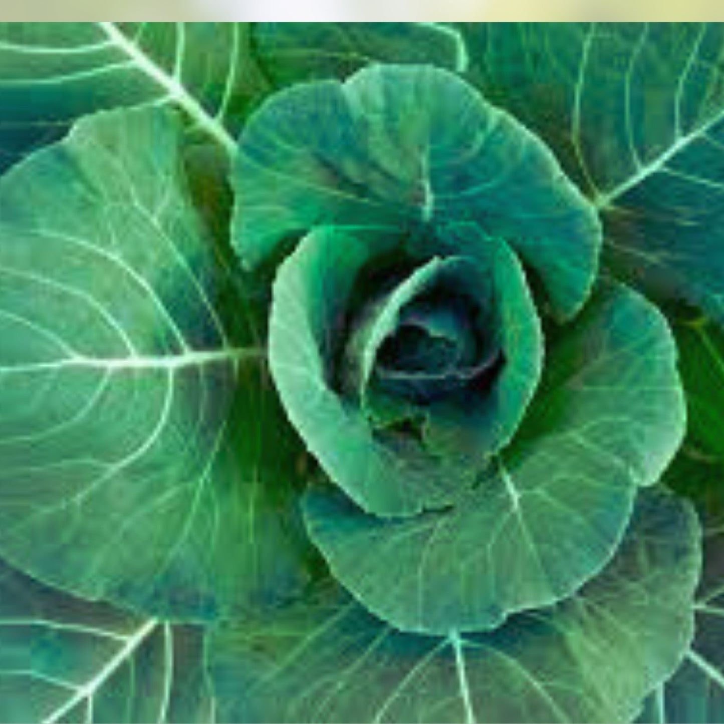 Collard Green Seeds 100 Pack – High Yield, Great Flavor – Brassica oleracea var. viridis, Georgia Variety, Vegetable Seeds