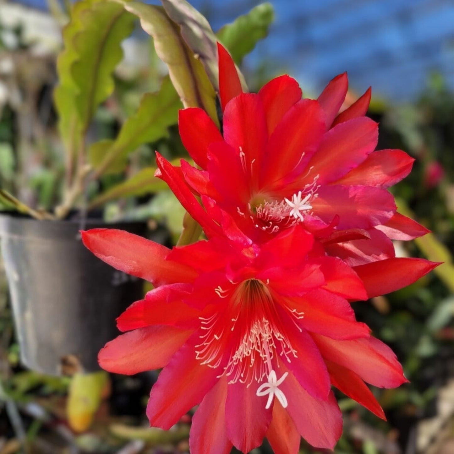 Epiphyllum Cuttings 8-10 inches Chanteuse Variety Unrooted Exotic Cactus Succulent Plant