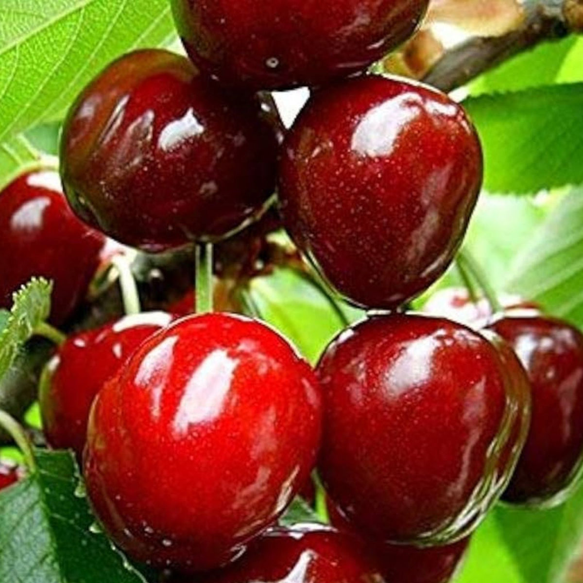 Sweet Cherry Tree Seeds 20 Pack, Prunus avium, Fruit Tree Seeds for Home Gardening, Orchard, Fresh Cherry Growing