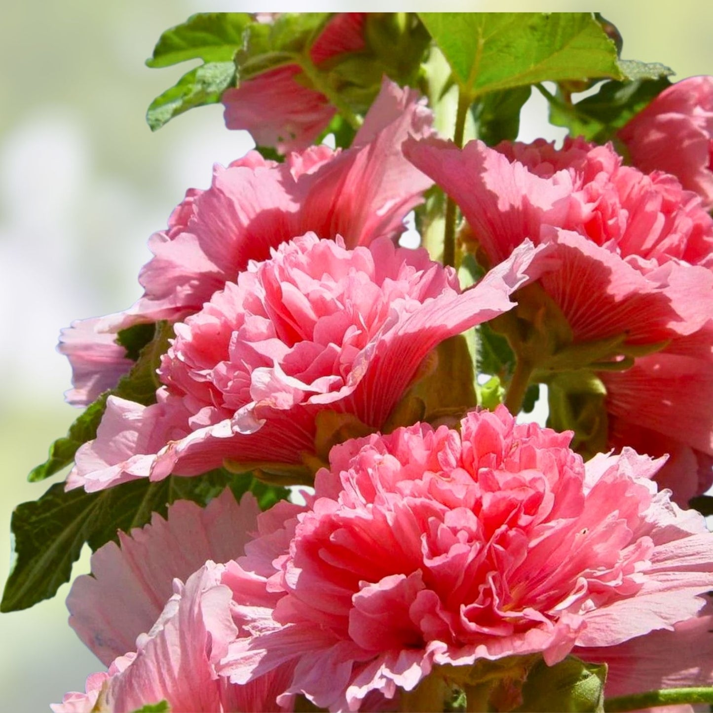 Hollyhock Seeds 500 Count - Pink, Red & Yellow Varieties - Alcea rosea - Flower Seeds for Garden, Landscaping, and Pollinator Attracting