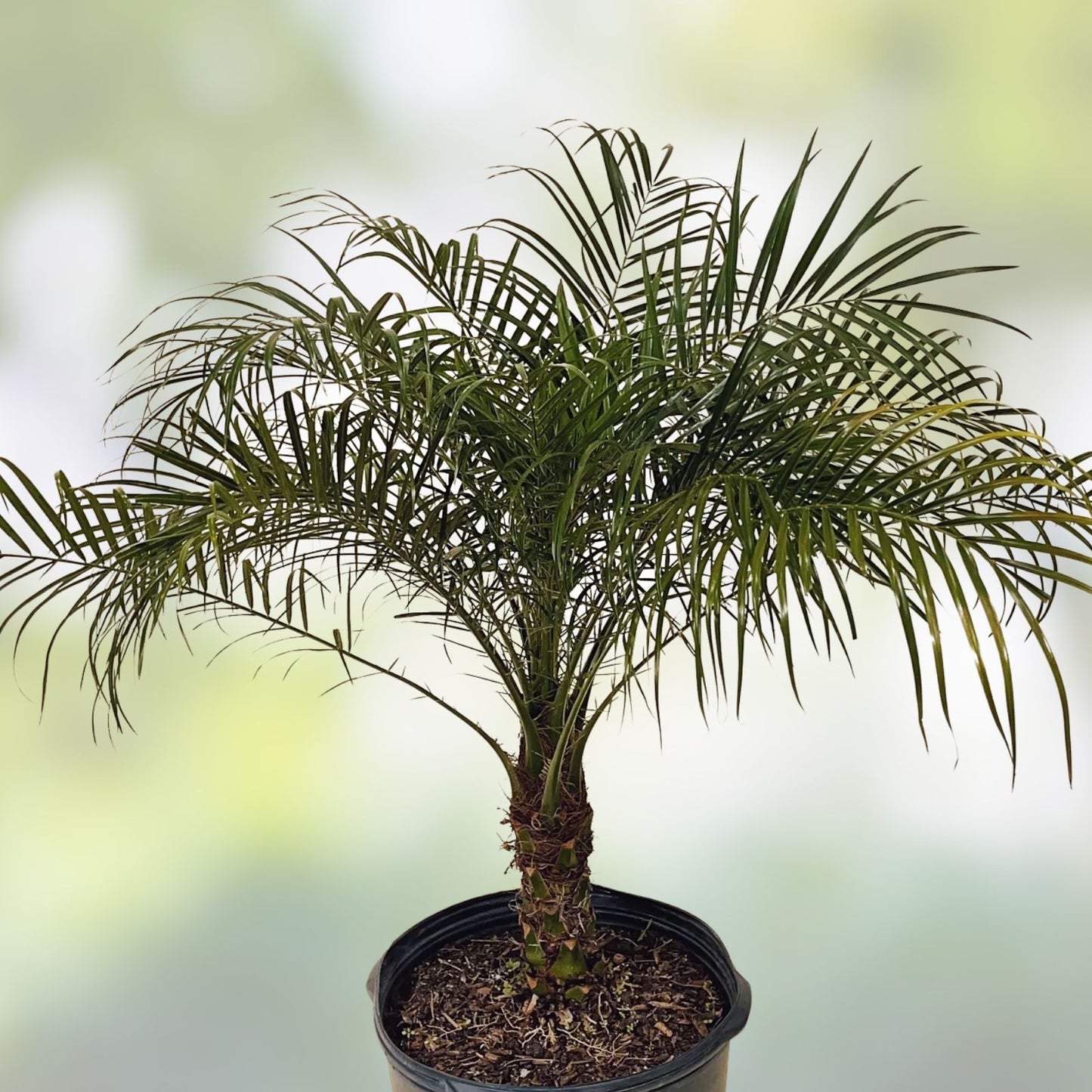 Senegal Hybrid Date Palm Tree 3.5 Years Old, 14-18 Inches Tall, Phoenix Reclinata, Indoor Outdoor Plant