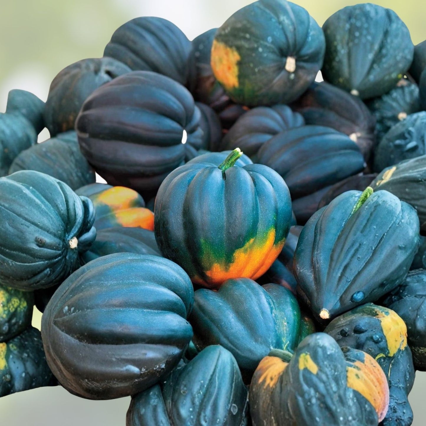 Giant Acorn Squash Seeds 50 Count – Nutritious Table Squash – Cucurbita maxima