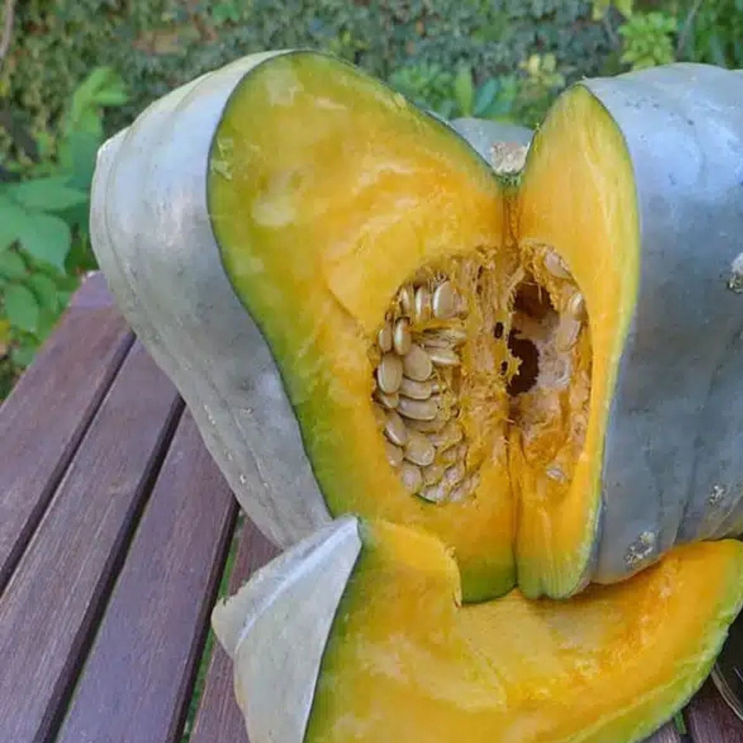 Queensland Blue Pumpkin Seeds 10 Pack | Easy to Grow Cucurbita maxima Vegetable Seeds