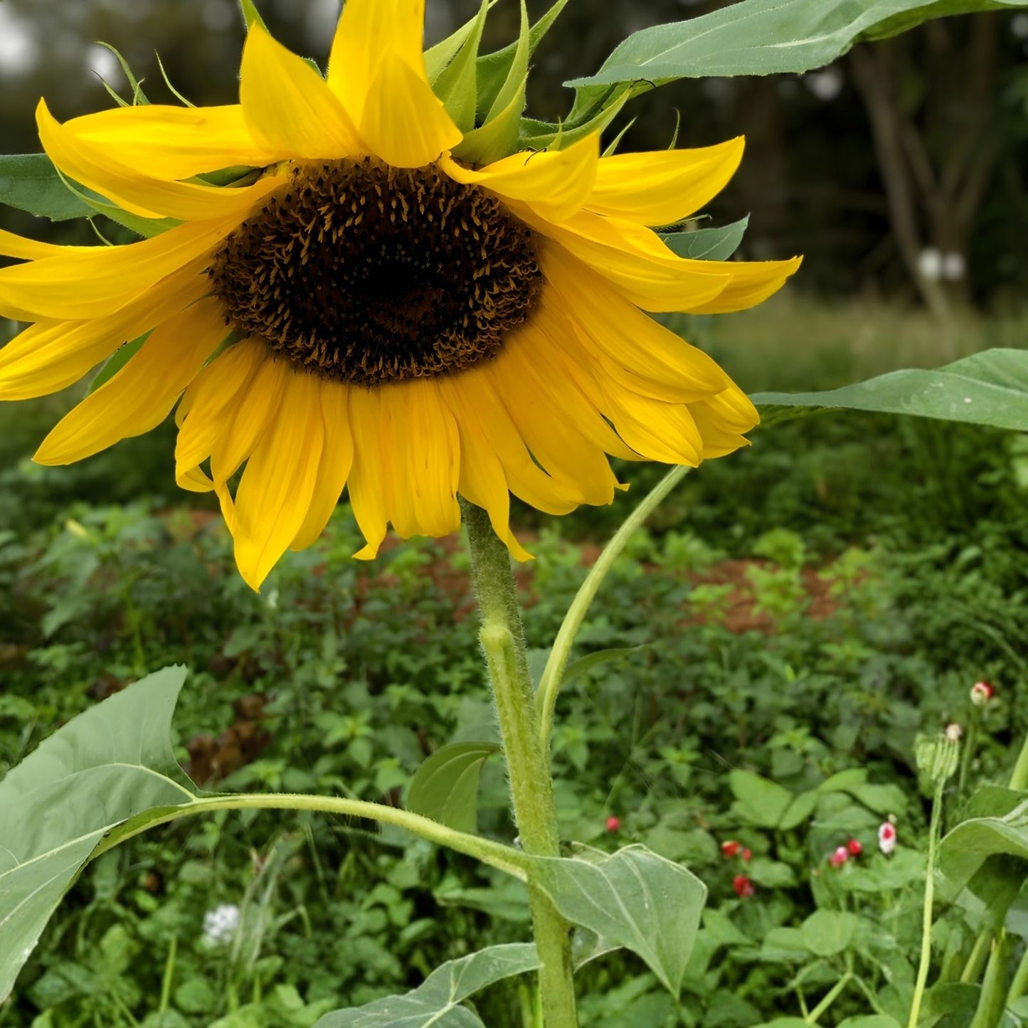 Mammoth Sunflower Seeds 5 oz - Giant Helianthus annuus for Planting, Tall Sunflower Garden Seeds