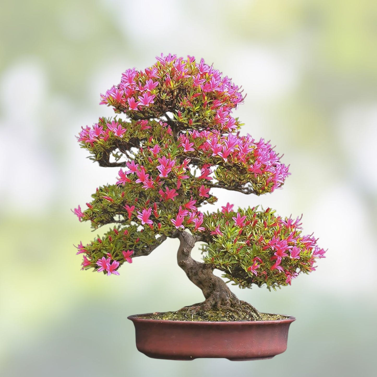 Royal Azalea Bonsai Tree Seeds, Rhododendron schlippenbachii, 30 Seeds for Gardening and Bonsai Cultivation