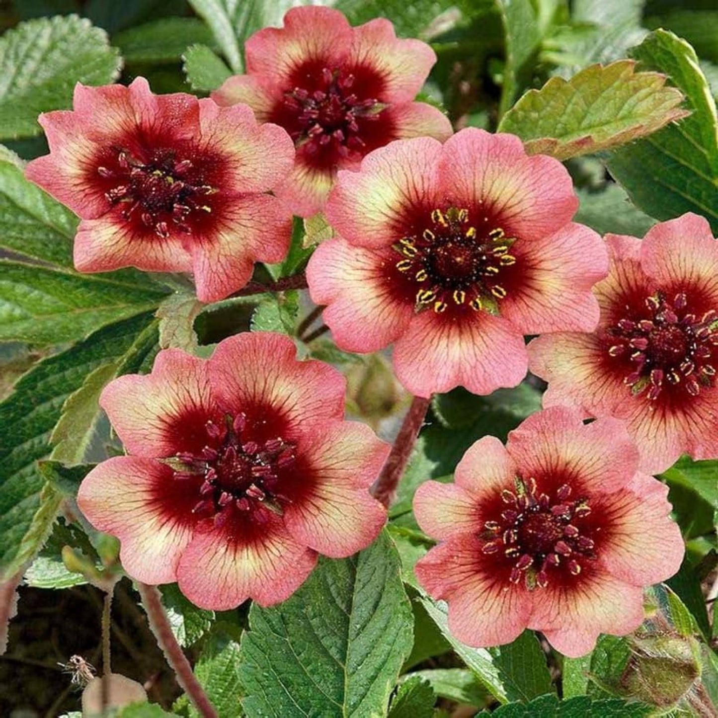 Potentilla Seeds 1000 Count Melton Fire Deep Pink Flower Seeds for Garden, Potentilla fruticosa, Shrub, Ornamental Flower Seeds