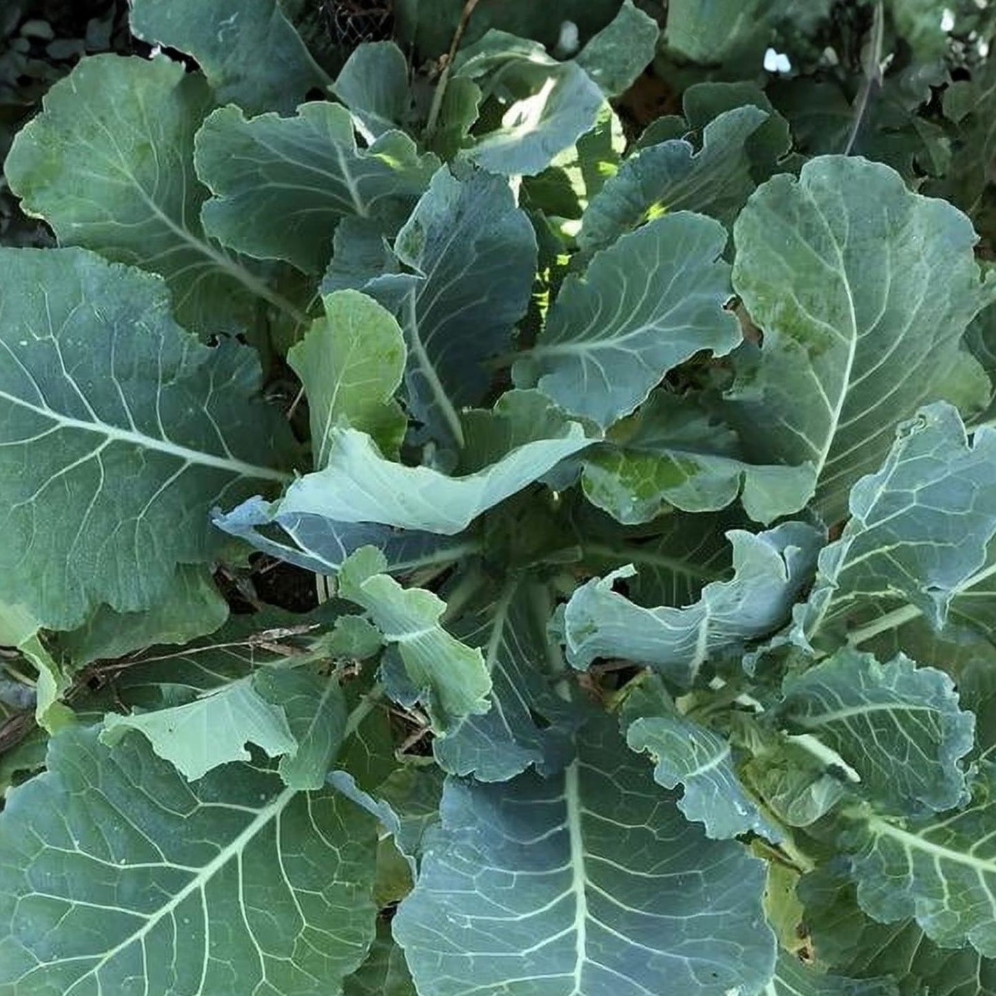 Collard Greens Seeds 1000 Pack Vates Heirloom Non-GMO Brassica oleracea Vegetable Seeds