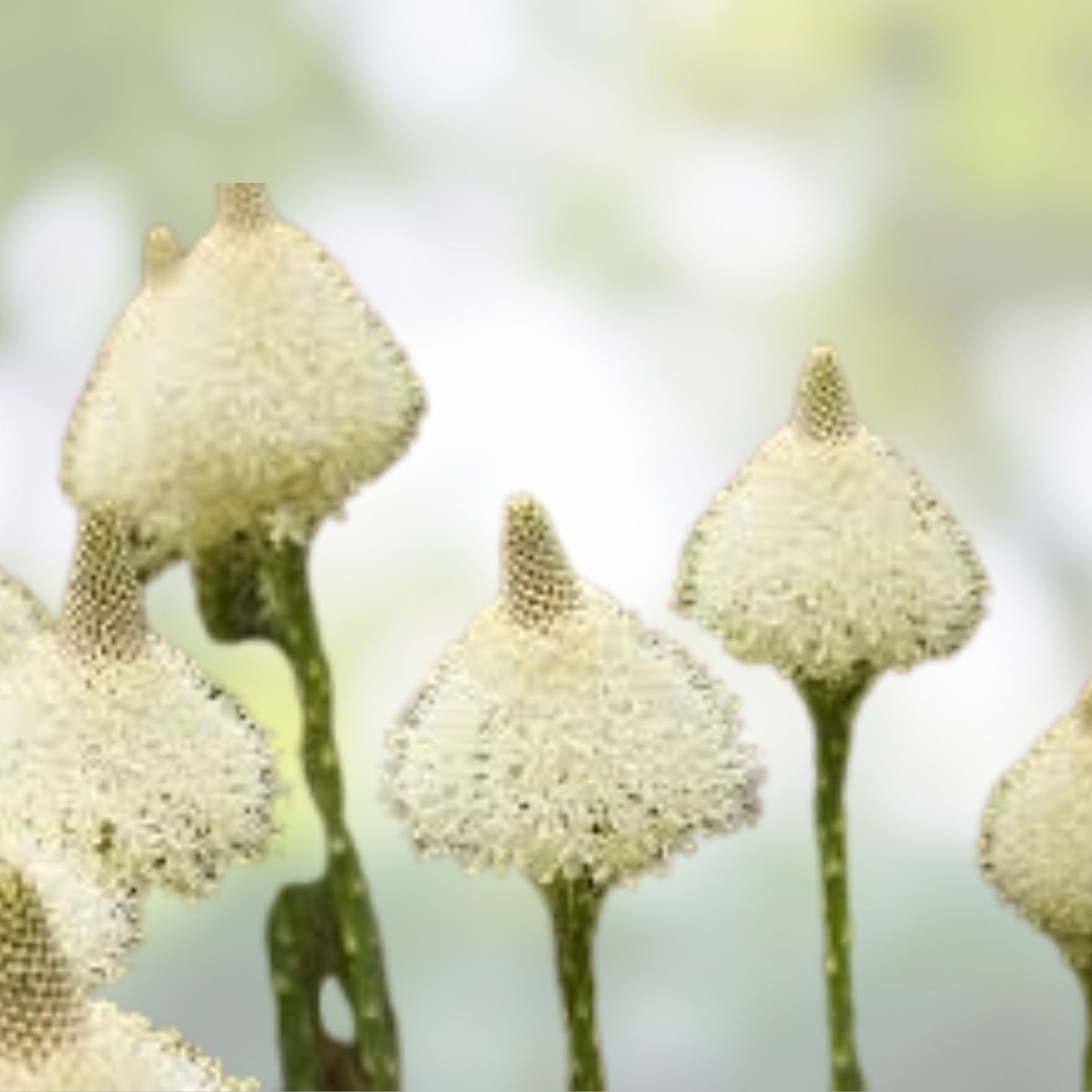 Beargrass Seeds 100+ Count White Torch Lily Xerophyllum tenax Perennial Wildflower for Garden and Landscaping