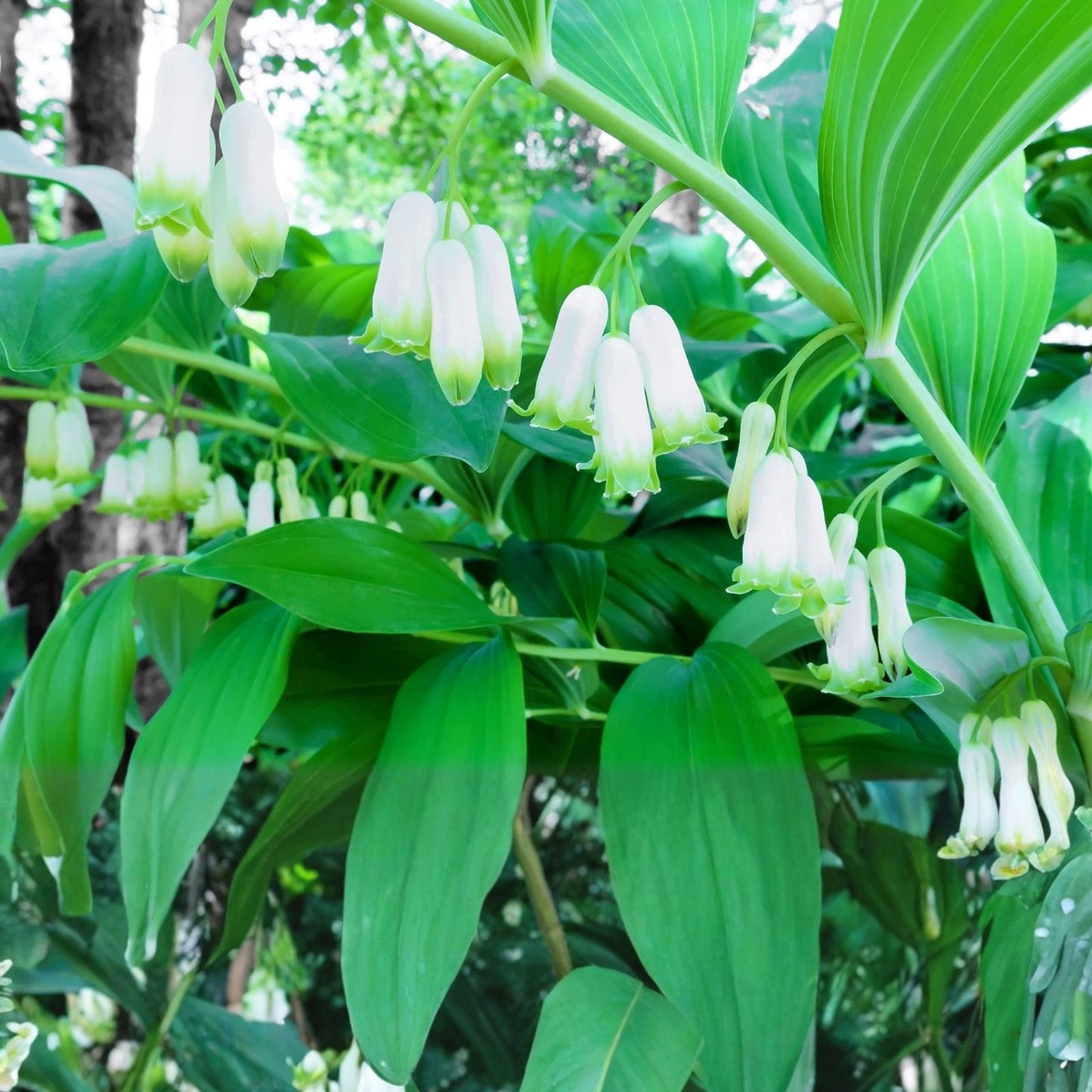Great Solomon's Seal Seeds 30 Pack - Polygonatum biflorum Perennial Planting Seeds for Gardens and Landscapes