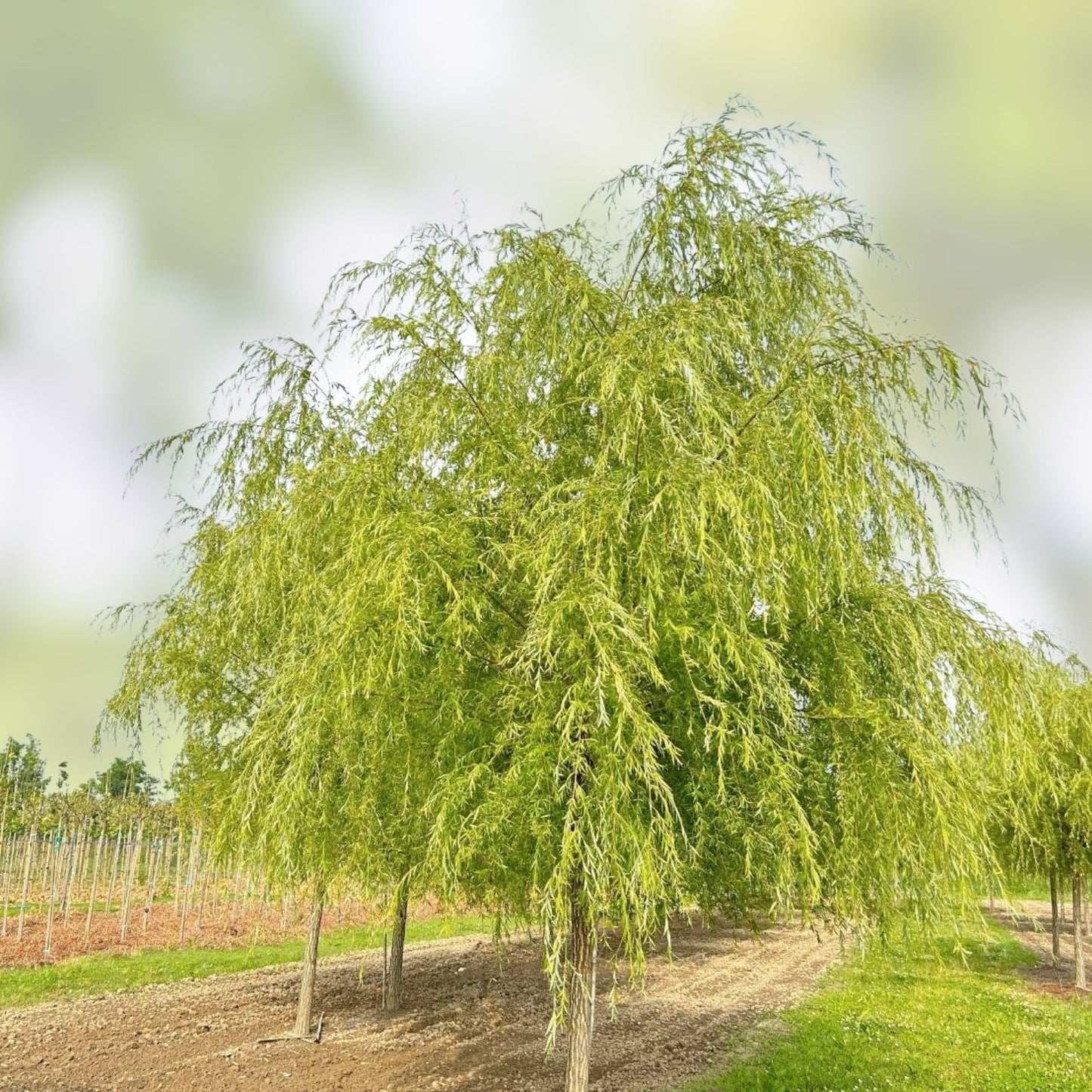 Weeping Willow Cuttings - 10 Unrooted Salix babylonica - Fast Growing, Water-Loving Tree for Landscaping and Garden