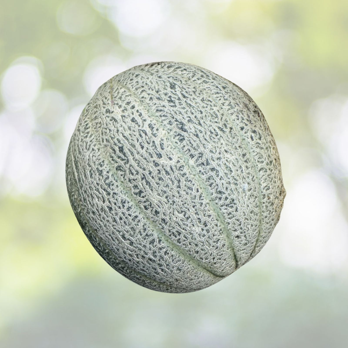 Hales Best Jumbo Cantaloupe Seeds - Non-GMO Heirloom, 50 Seeds, Cucumis melo - Premium Melon Variety for Your Garden