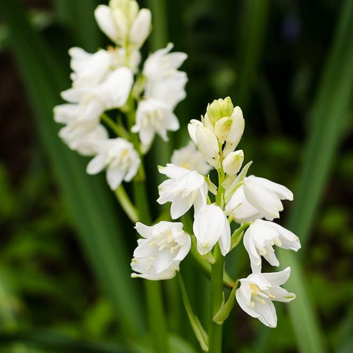 Spanish Whitebells Bulbs 10 Pack | Hyacinthoides hispanica Perennial Flowering Bulbs for Garden Planting