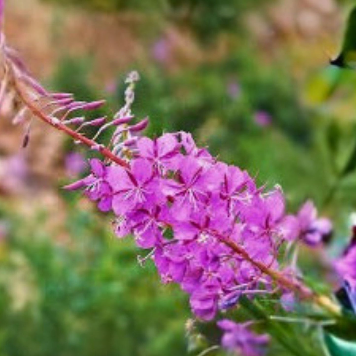 Fireweed Seeds Bulk – Rosebay Perennial Medicinal Herb, 500+ Seeds, Chamerion angustifolium