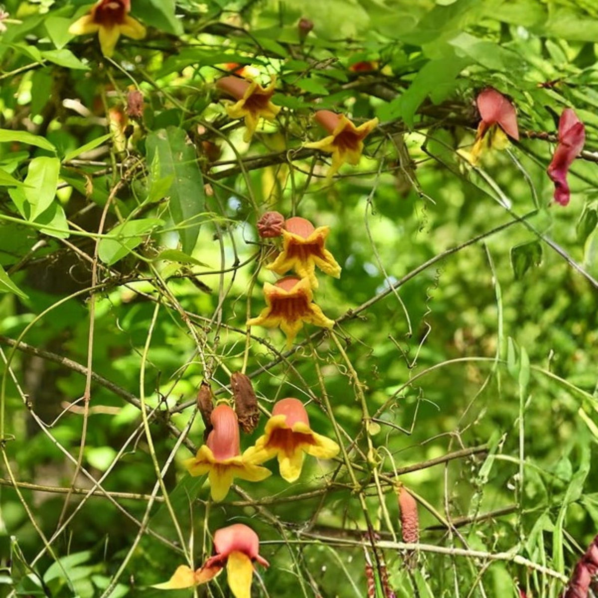 Crossvine Live Vines 10-Pack - Rare Wild Bignonia Capreolata - Southern Alabama Native Plant for Garden Trellises and Climbing Decor