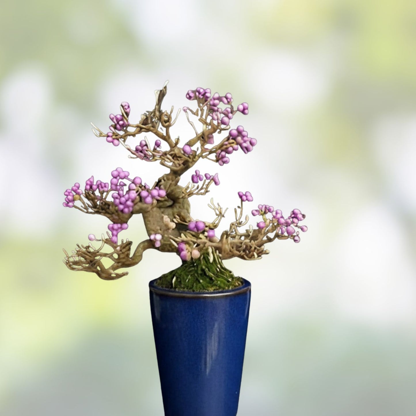 Bonsai Beauty Berry Tree Seeds - 20 Non-GMO Callicarpa Americana with Unique Purple Berries for Gardening and Landscaping
